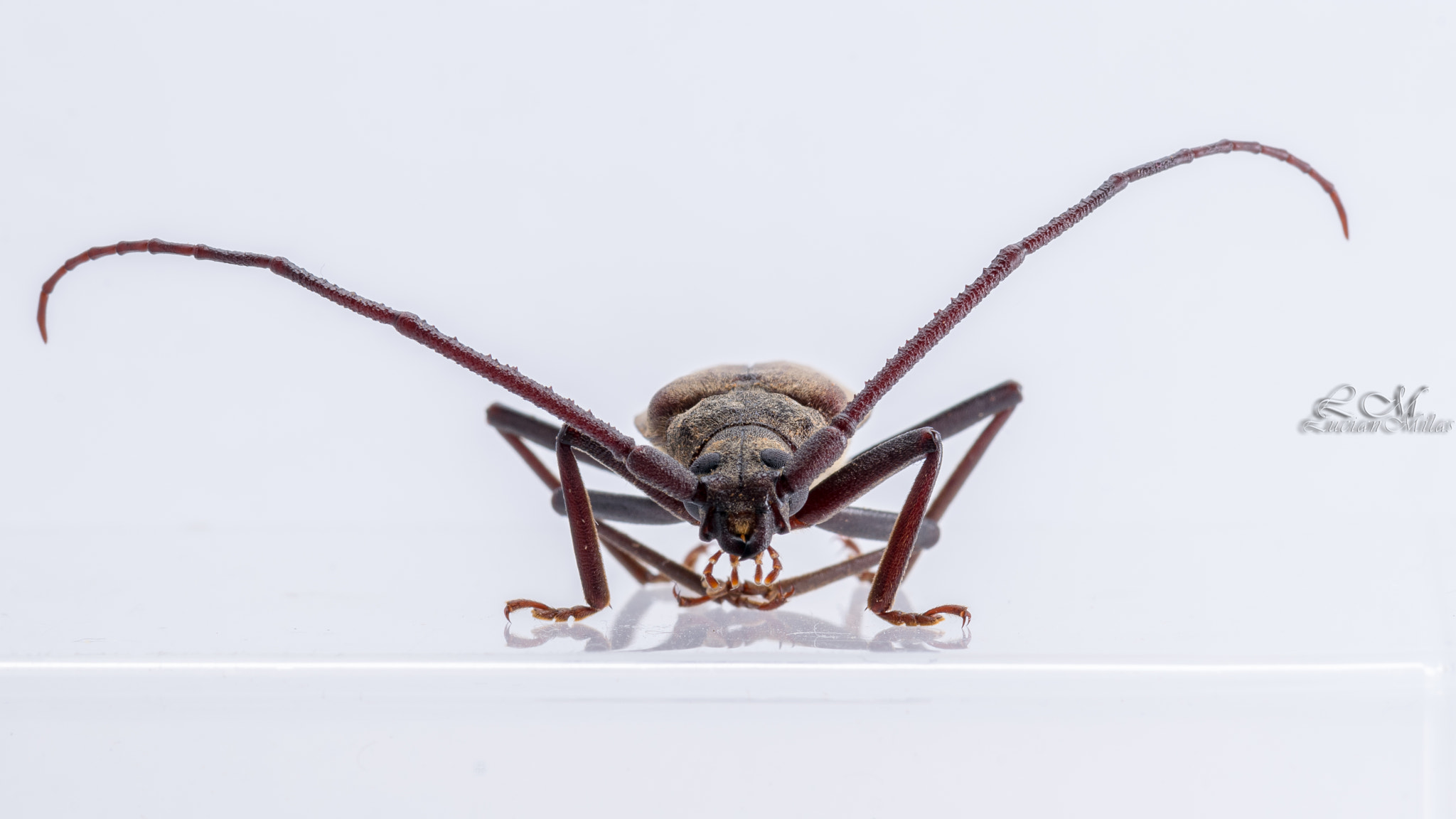 Nikon AF-S Micro-Nikkor 105mm F2.8G IF-ED VR sample photo. Alien world photography