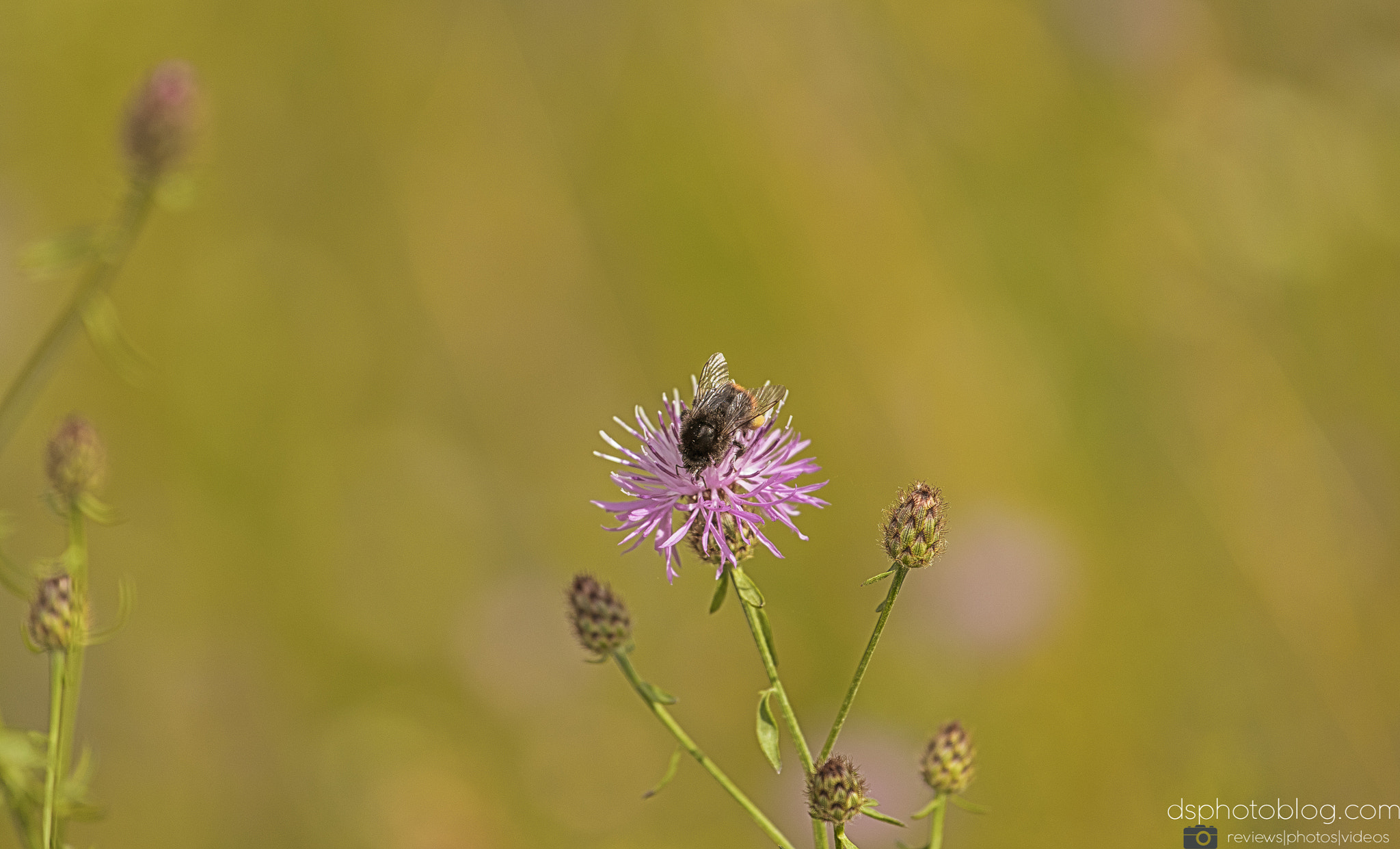 Sony a7 II + Canon EF 70-200mm F4L USM sample photo. Summer bee photography