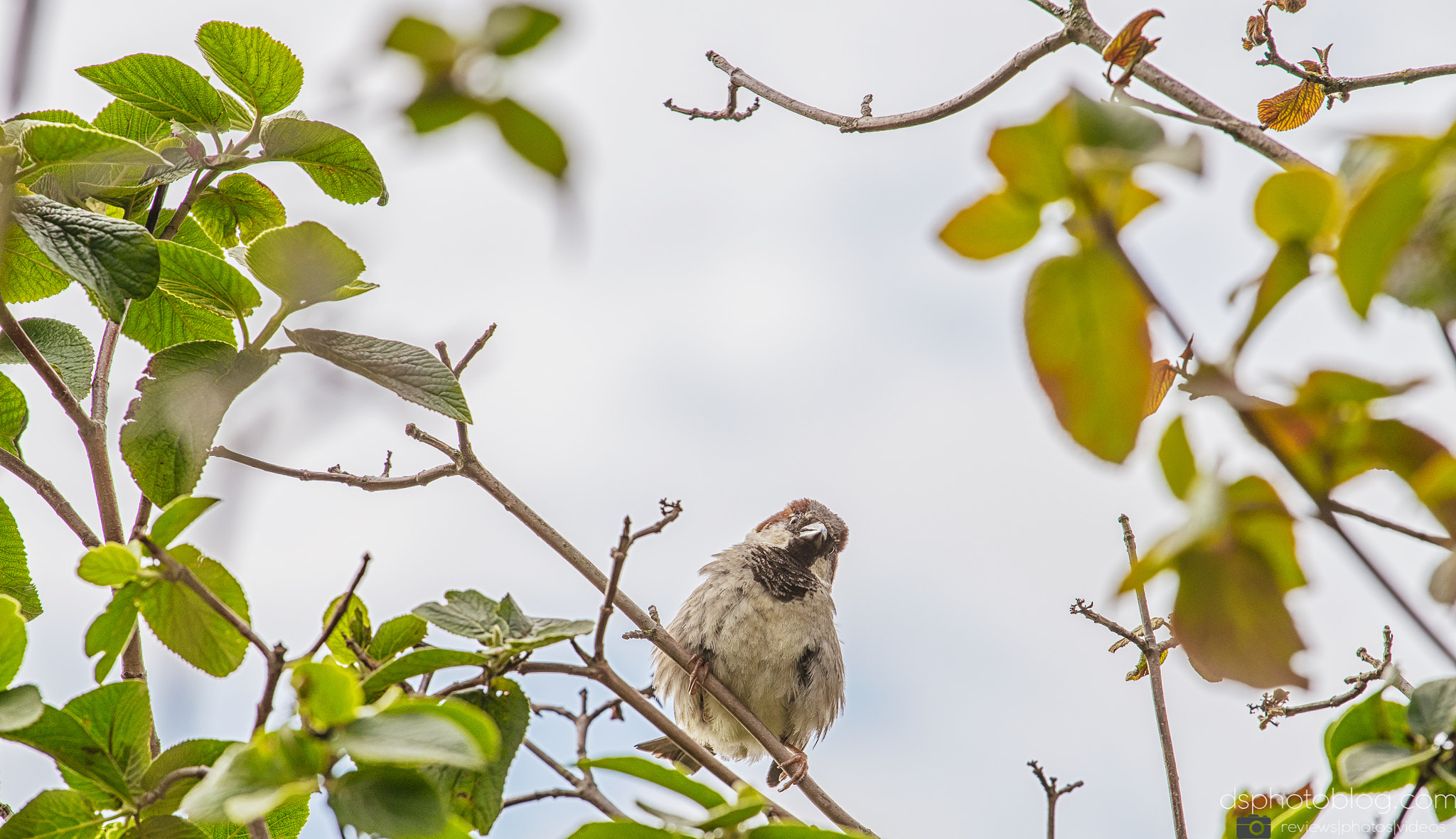 Sony a7 II + Canon EF 70-200mm F4L USM sample photo. Hello! photography