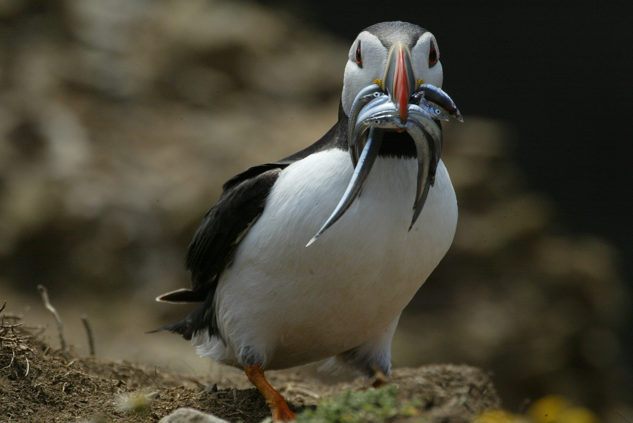 Canon EOS-1D sample photo. Puffin at south stack photography