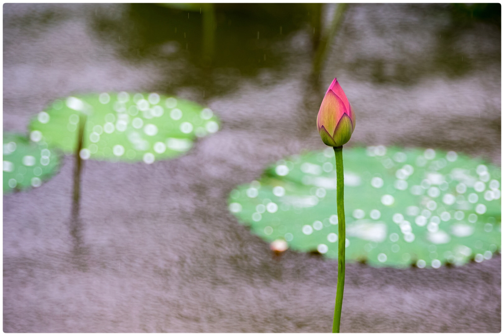 Canon EF 70-200mm F2.8L IS II USM sample photo. Lotus photography
