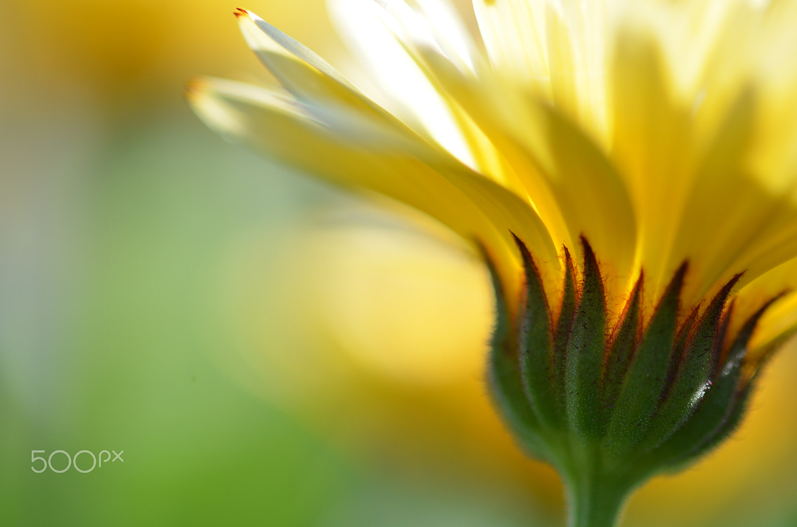 Nikon D7000 + Sigma 105mm F2.8 EX DG Macro sample photo. Calendula photography