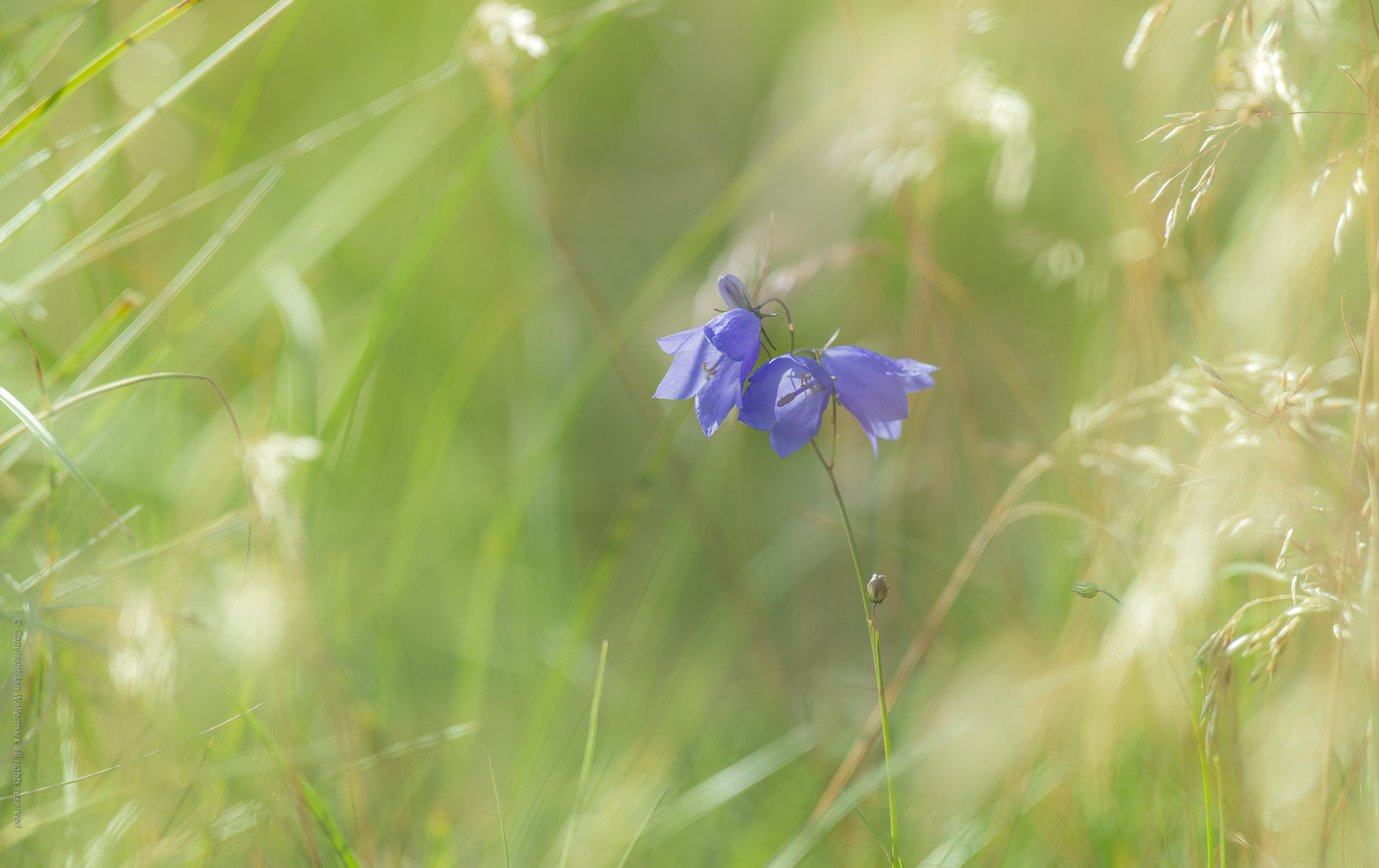 Nikon AF-S Nikkor 400mm F2.8E FL ED VR sample photo. Summer meadow lll photography
