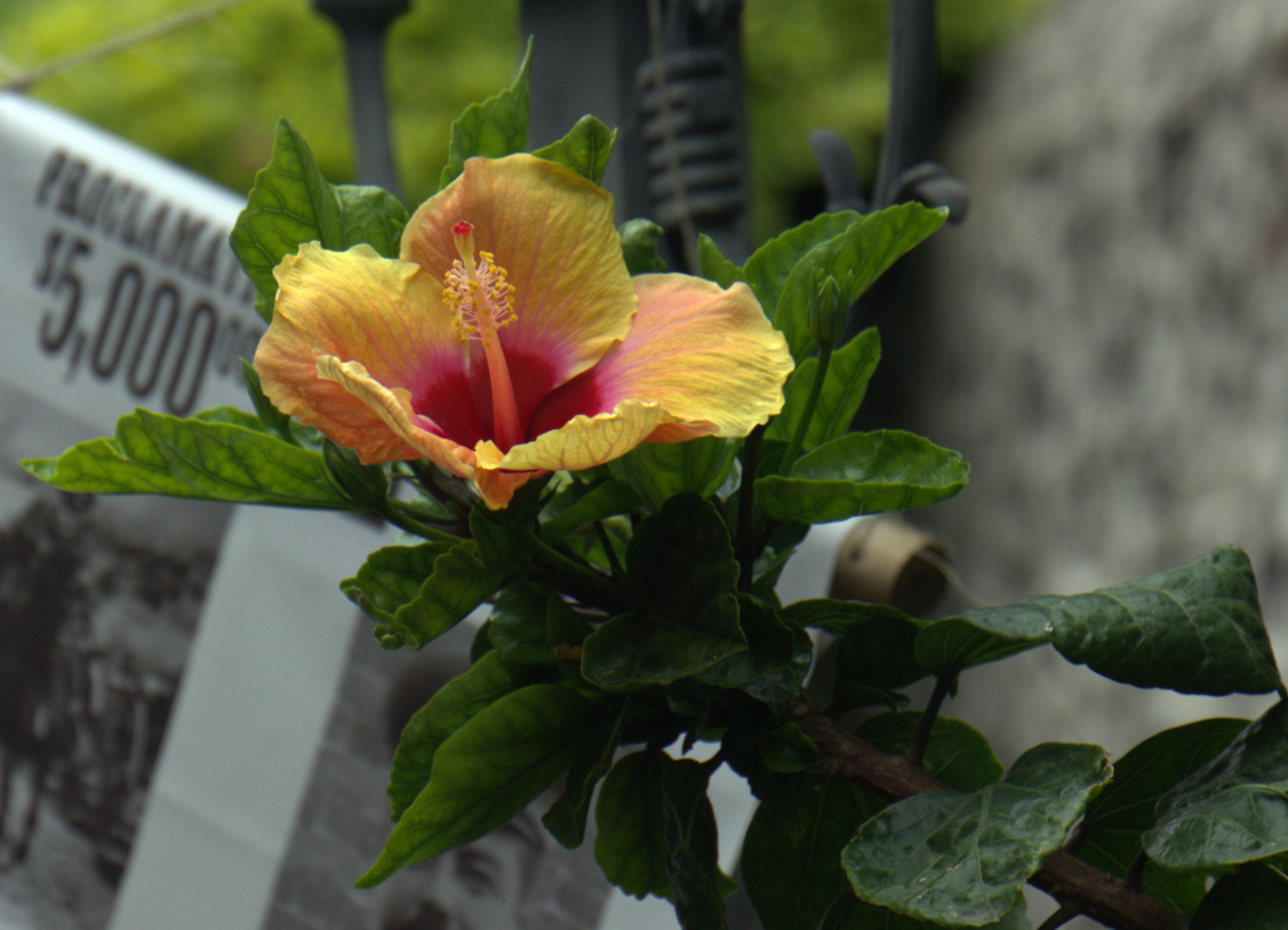 Canon EF 24-70mm F4L IS USM sample photo. Flower photography