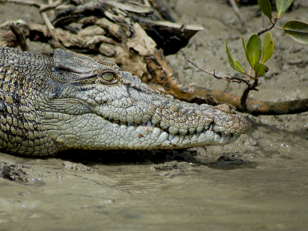 Nikon D50 + Tamron SP 70-300mm F4-5.6 Di VC USD sample photo. Saltwater crocodile photography