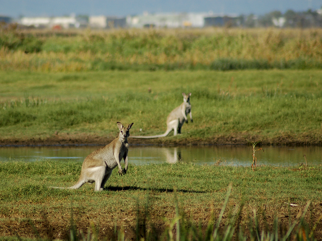 Nikon D50 sample photo. Mirror image photography