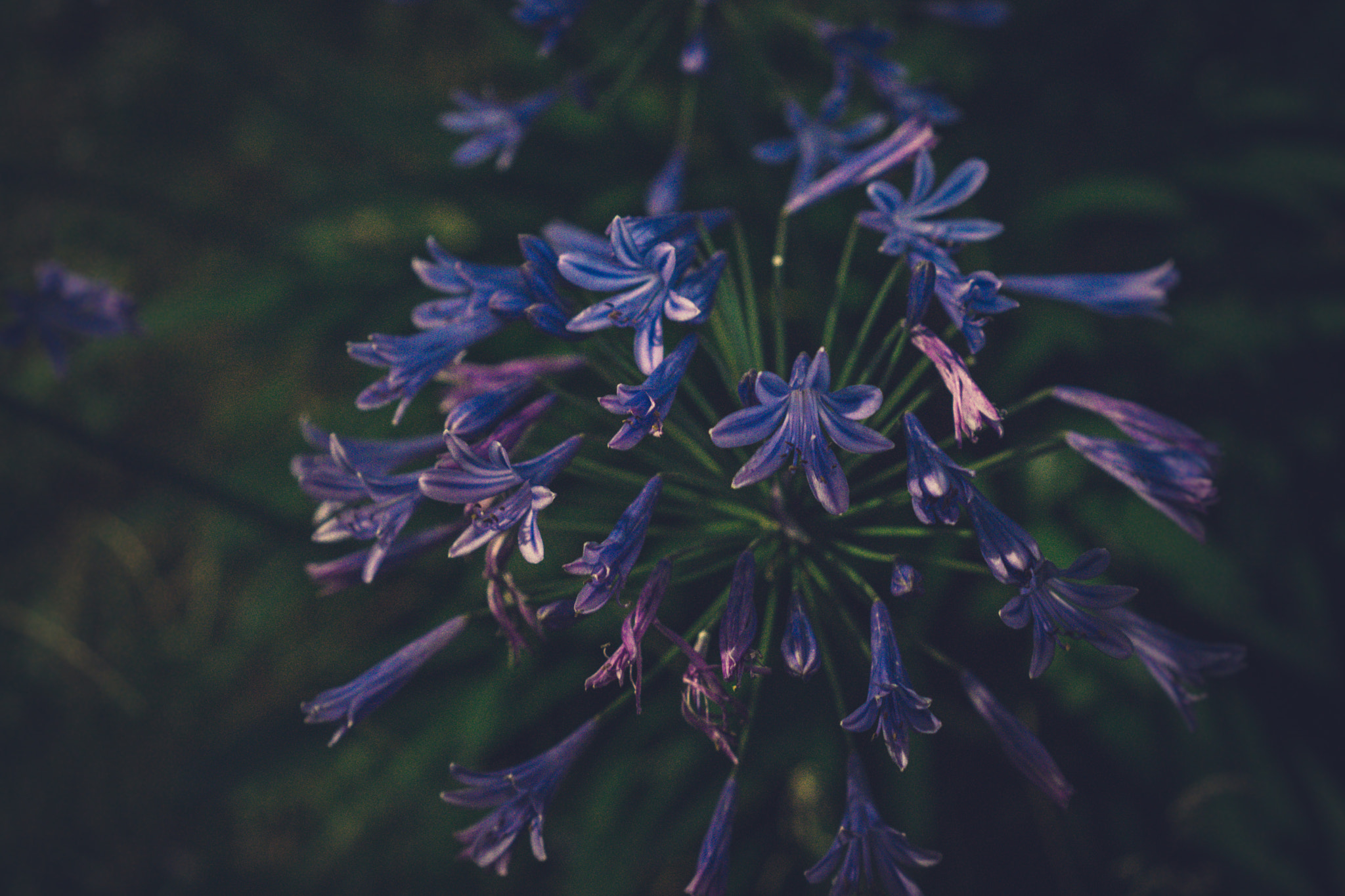 Sony a6000 + Sony Sonnar T* FE 35mm F2.8 ZA sample photo. Without a name photography