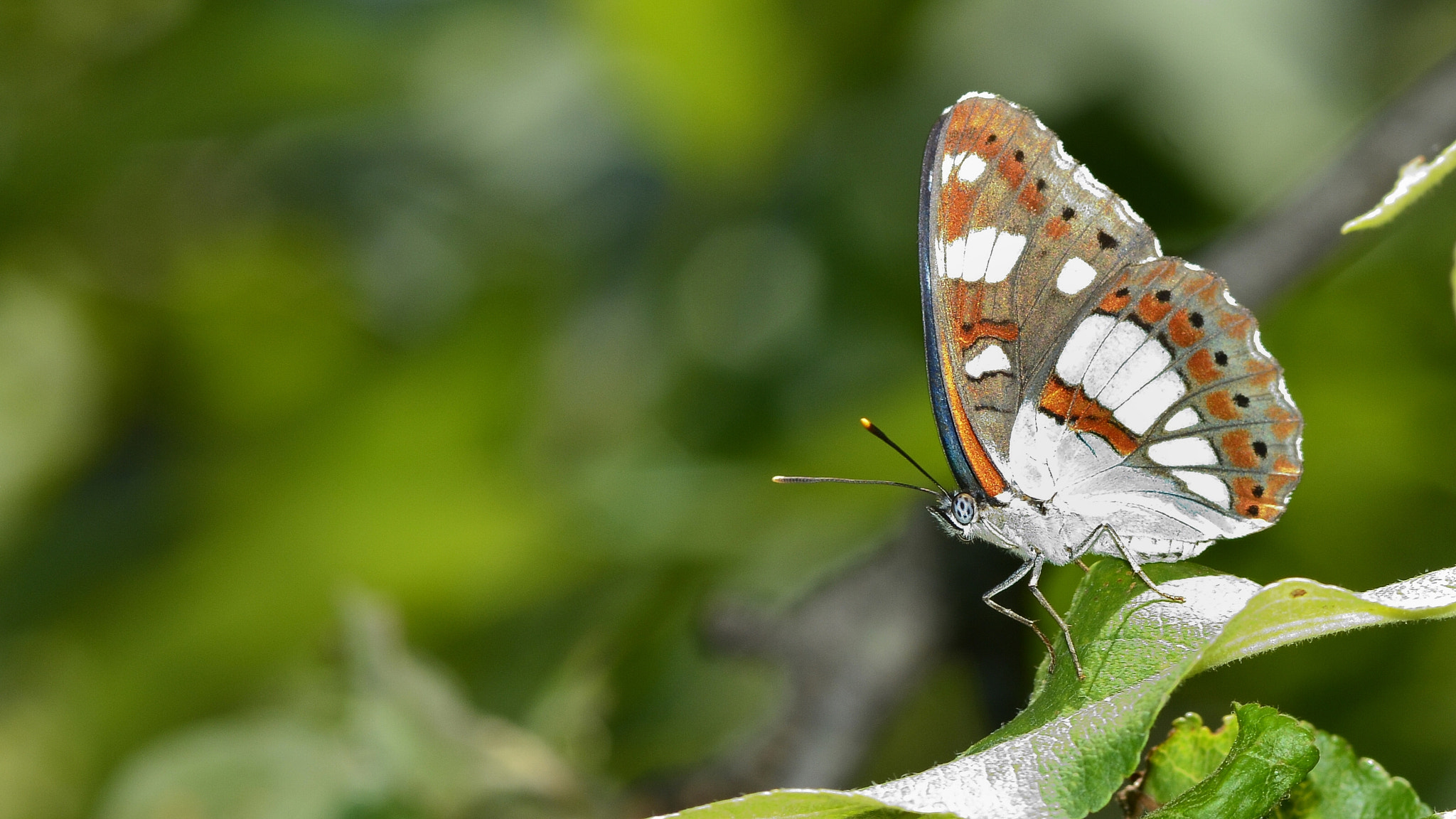 Nikon D7100 + Sigma 105mm F2.8 EX DG Macro sample photo. ...butterfly... photography