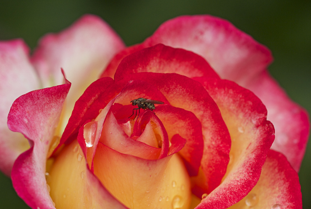 Sigma APO Macro 150mm f/2.8 EX DG HSM sample photo. Rose and fly (2) photography