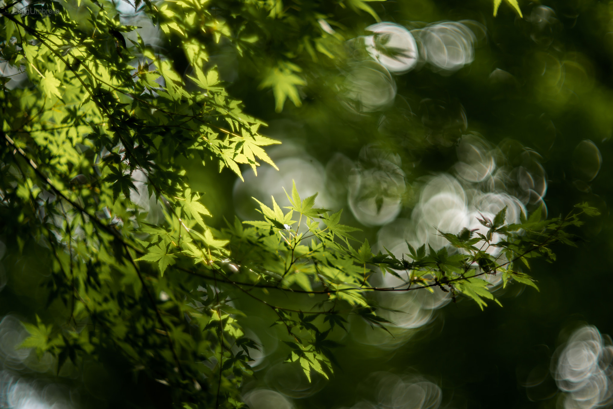 Summicron-M 1:2/90 Leitz sample photo. Maple leaves photography