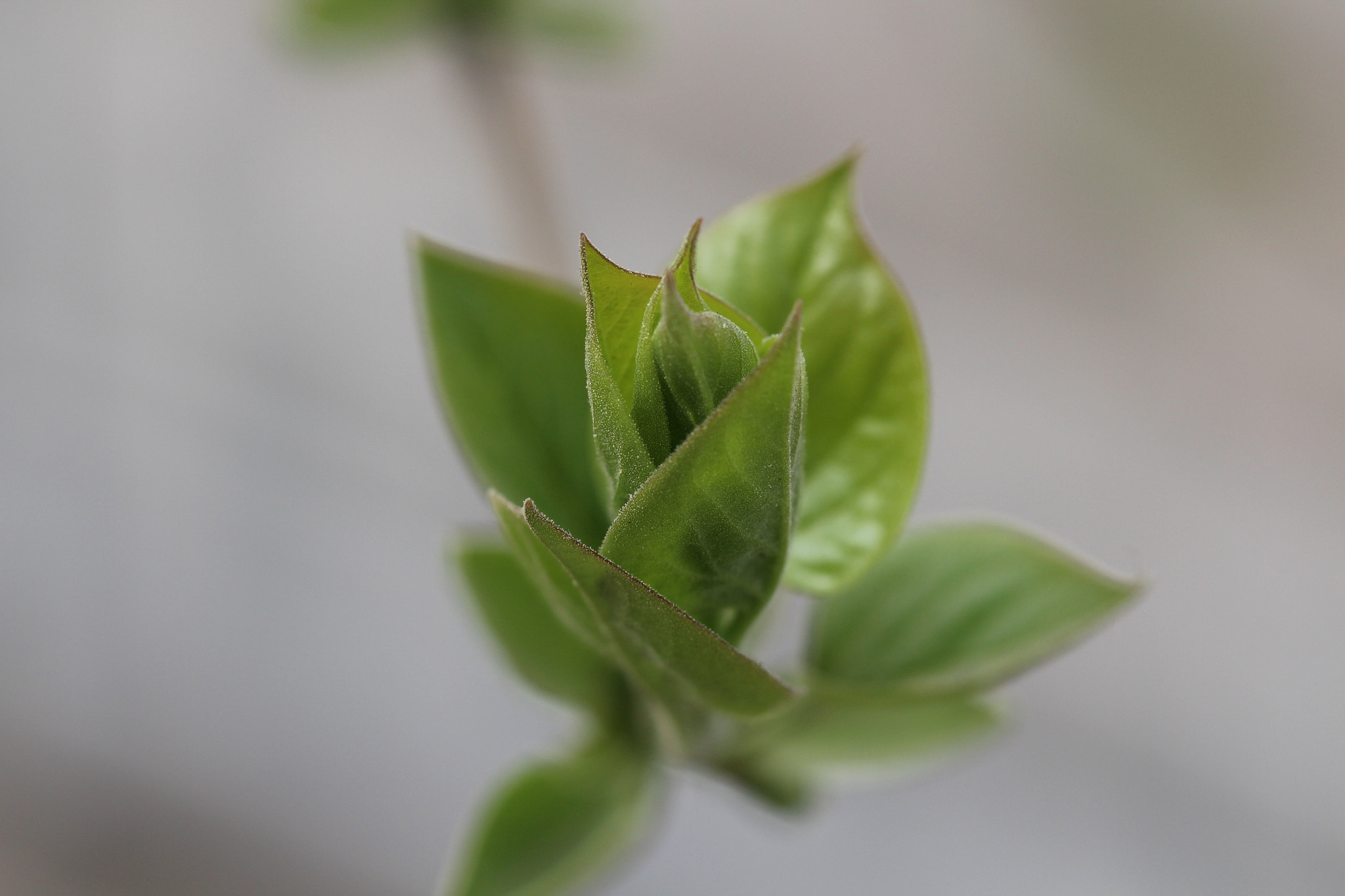 Canon EOS 650D (EOS Rebel T4i / EOS Kiss X6i) + Canon EF 100mm F2.8L Macro IS USM sample photo