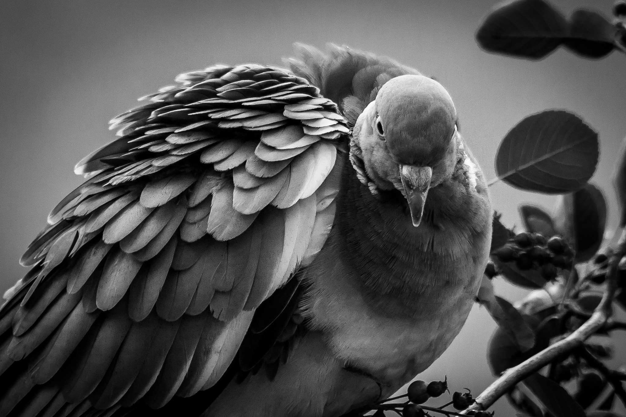 Canon EOS 650D (EOS Rebel T4i / EOS Kiss X6i) sample photo. Wood pigeon photography