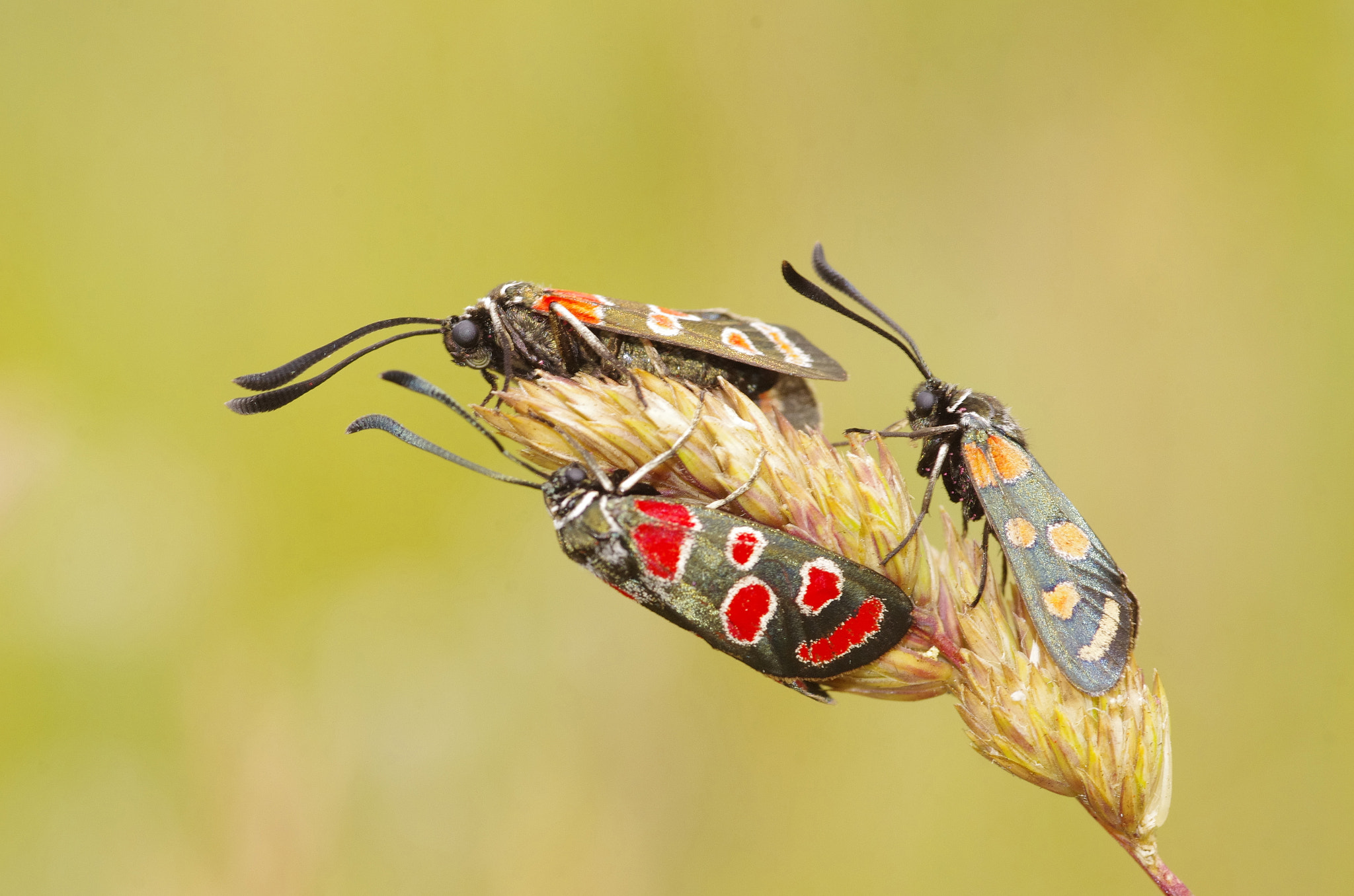 Pentax smc D-FA 100mm F2.8 Macro WR sample photo. Moth's meeting photography