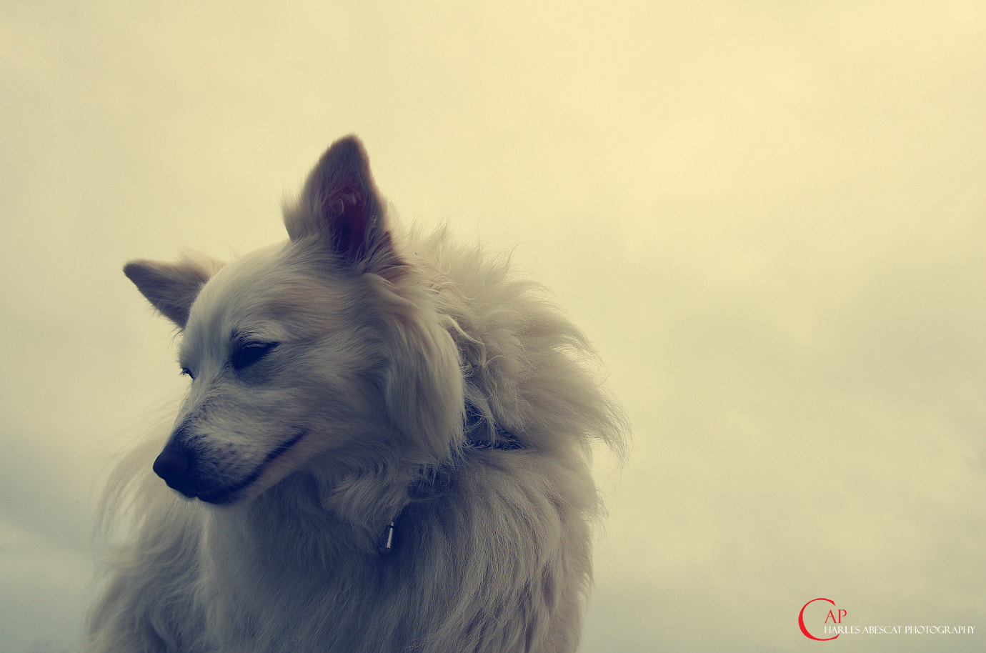 Tamron AF 28-75mm F2.8 XR Di LD Aspherical (IF) sample photo. Le chien photography