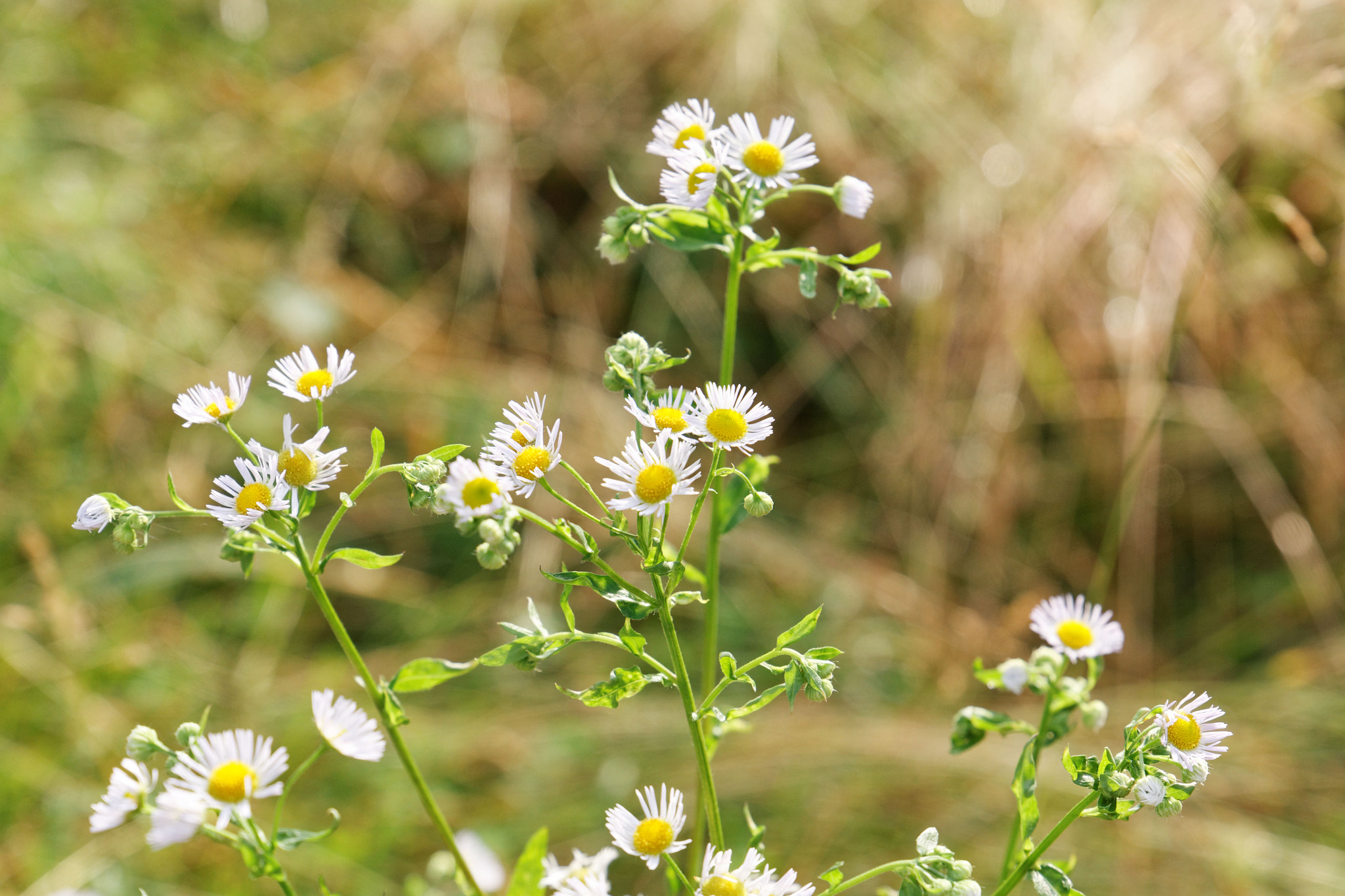 Canon EF 24-105mm F3.5-5.6 IS STM sample photo. God's bokeh photography