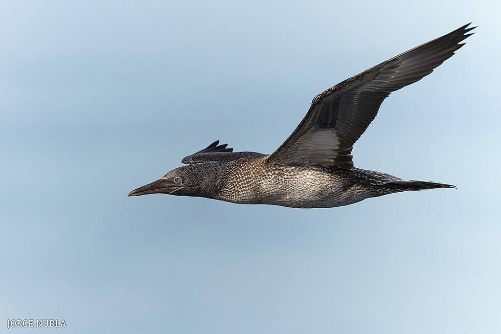 Canon EF 500mm F4L IS II USM sample photo. Alcatraz atlántico (morus bassanus). photography