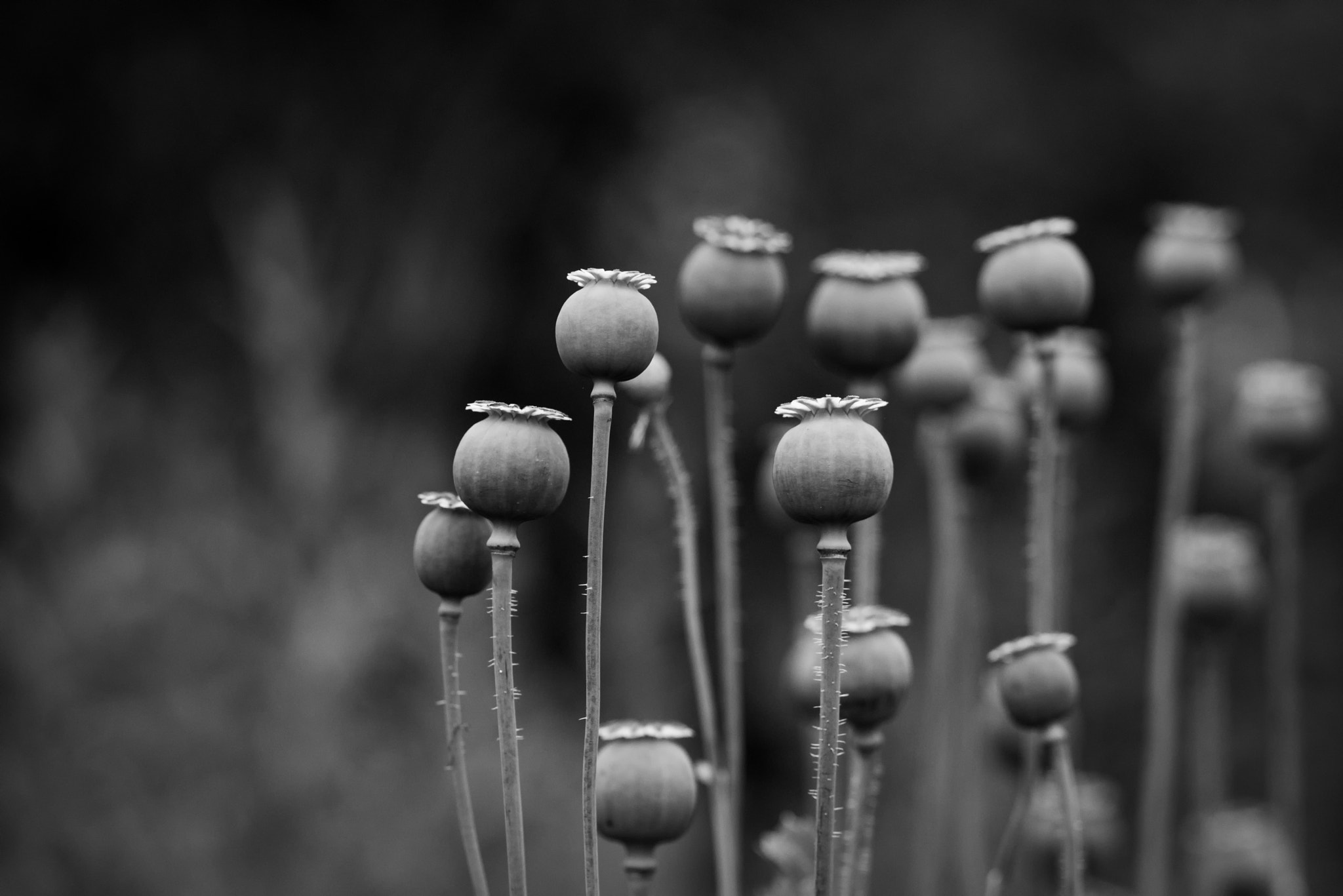 150mm F2.8 sample photo. Faded photography