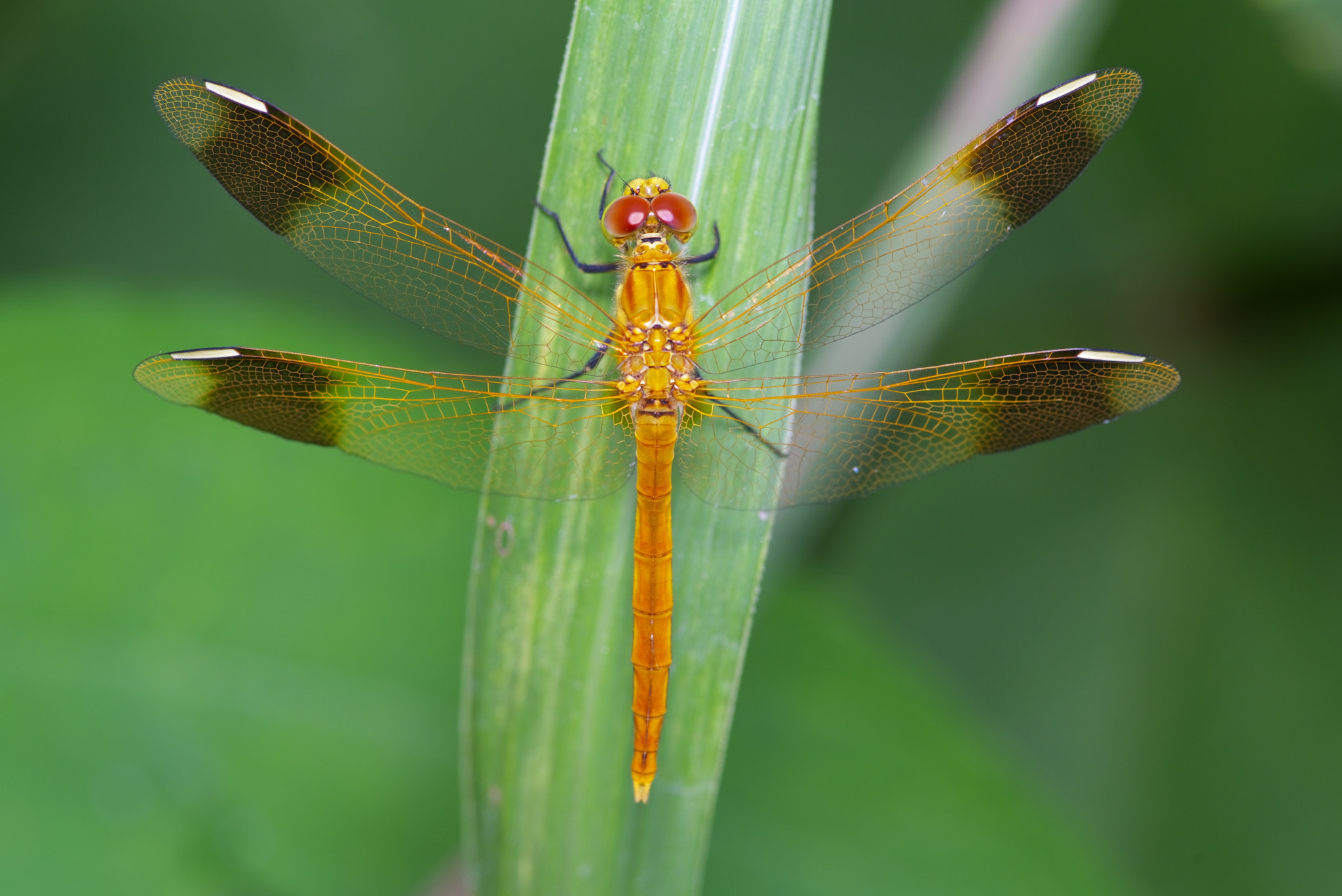 Pentax smc D-FA 100mm F2.8 Macro WR sample photo. Dragonfly photography