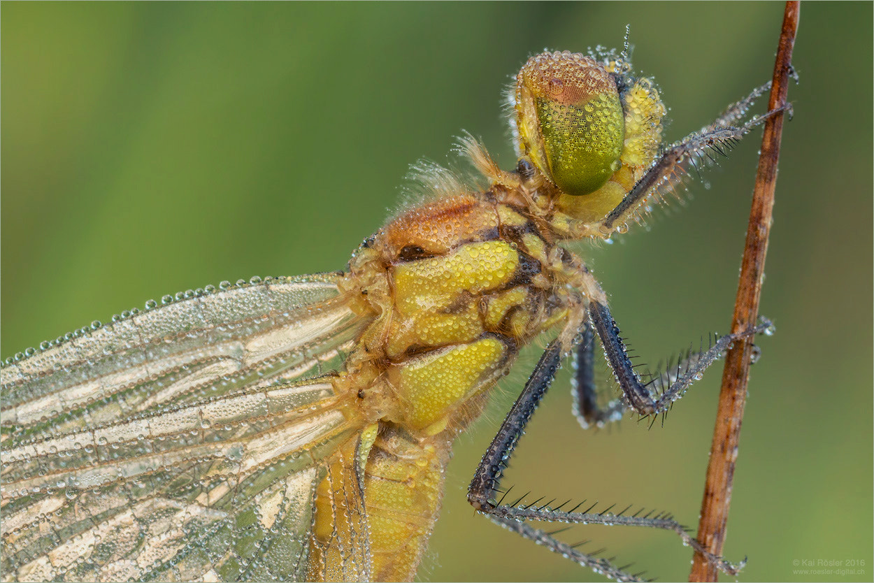 Canon MP-E 65mm F2.5 1-5x Macro Photo sample photo. Ruddy darter / blutrote heidelibelle photography