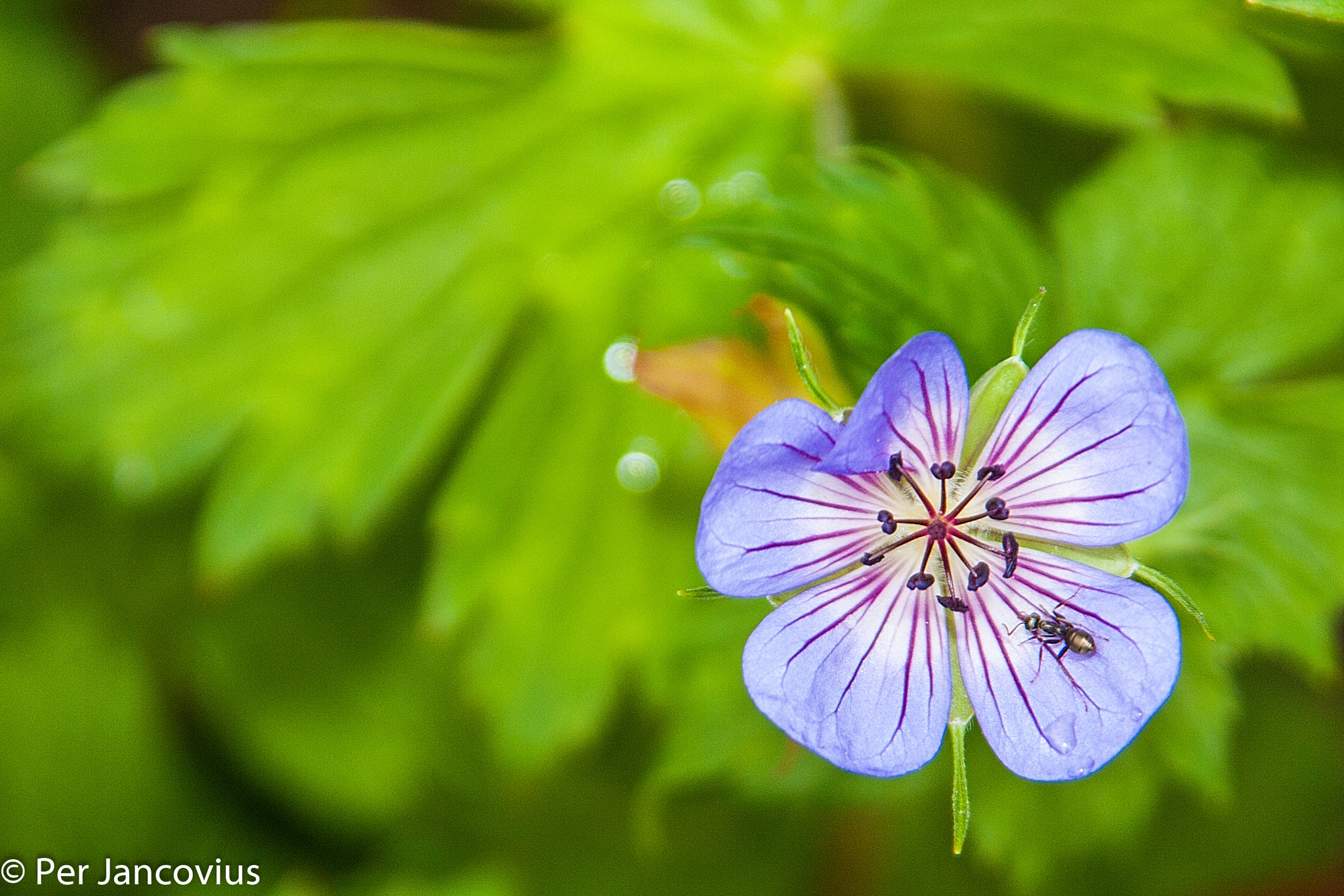 Canon EOS 40D sample photo. Flowerpower with an ant photography