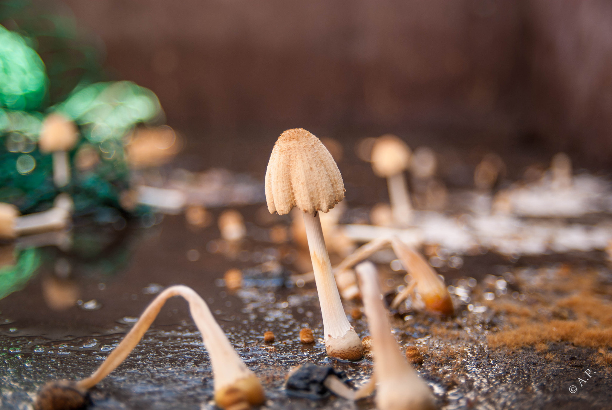 Nikon D200 + Sigma 18-50mm F2.8 EX DC sample photo. Fungi in trailer photography