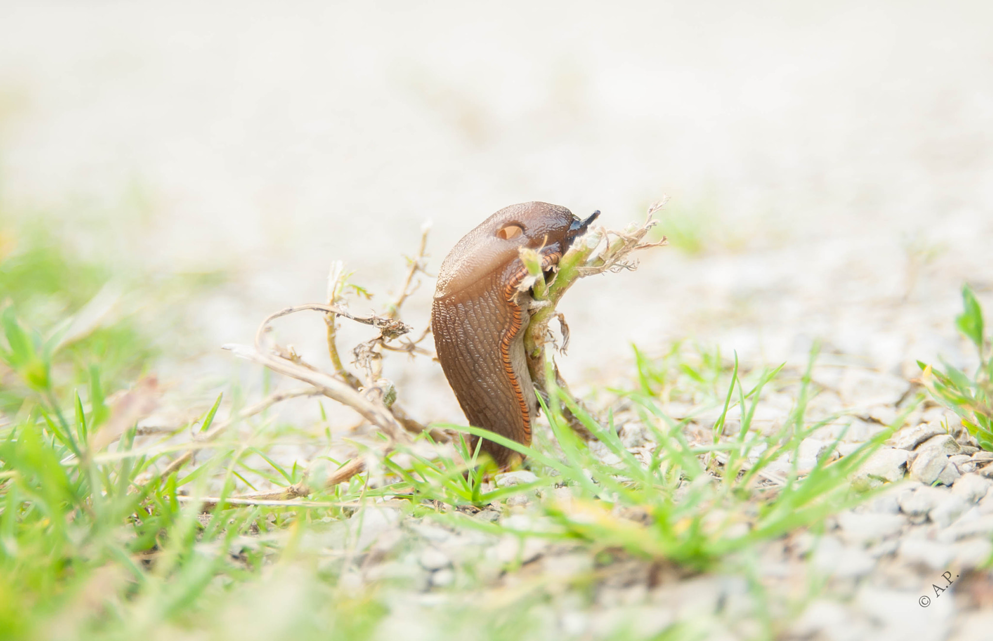 Sigma 18-50mm F2.8 EX DC sample photo. Slug with no brains photography