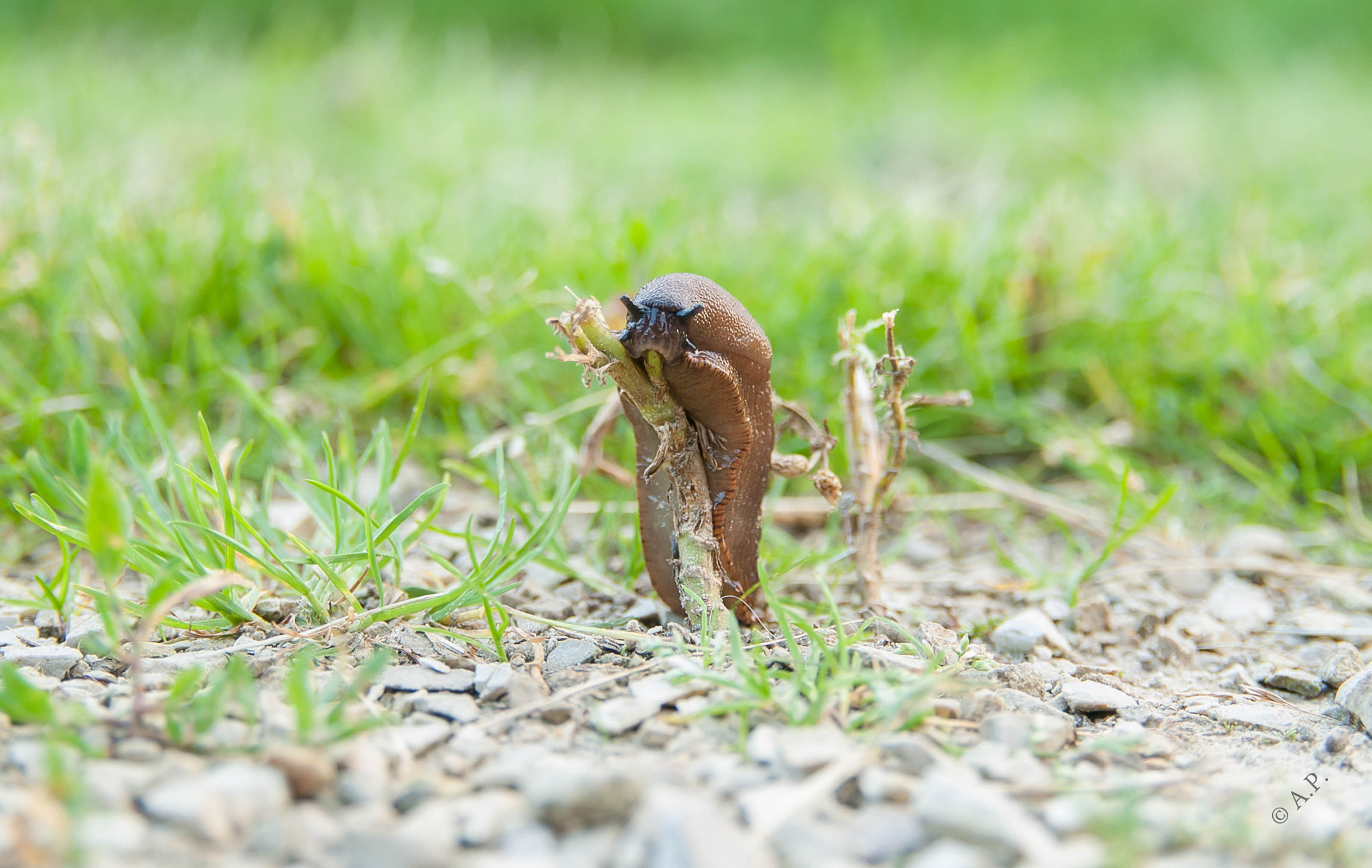 Nikon D200 + Sigma 18-50mm F2.8 EX DC sample photo. Slug with no brain too photography