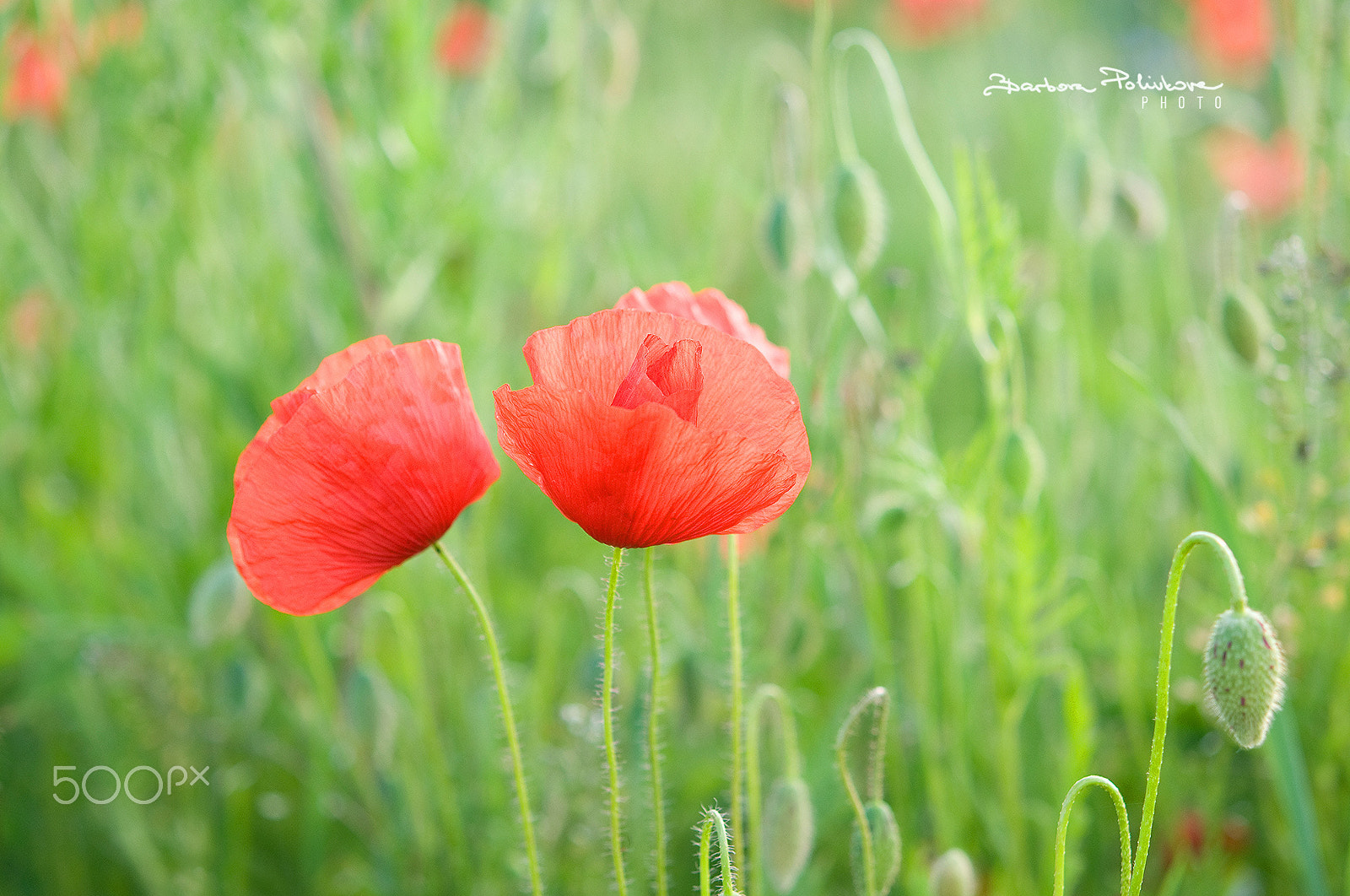 Nikon AF-S Micro-Nikkor 60mm F2.8G ED sample photo. Summer love photography