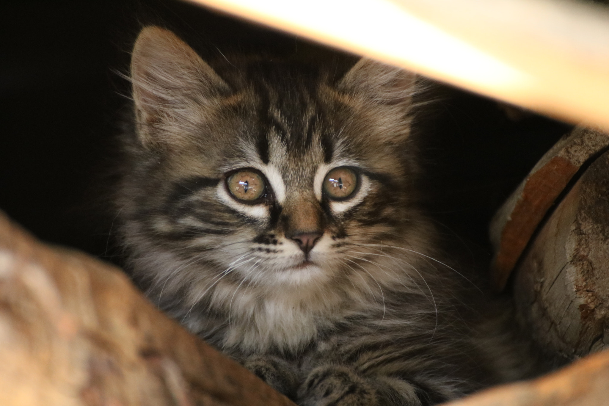 Canon EOS 750D (EOS Rebel T6i / EOS Kiss X8i) sample photo. Kitty cat photography