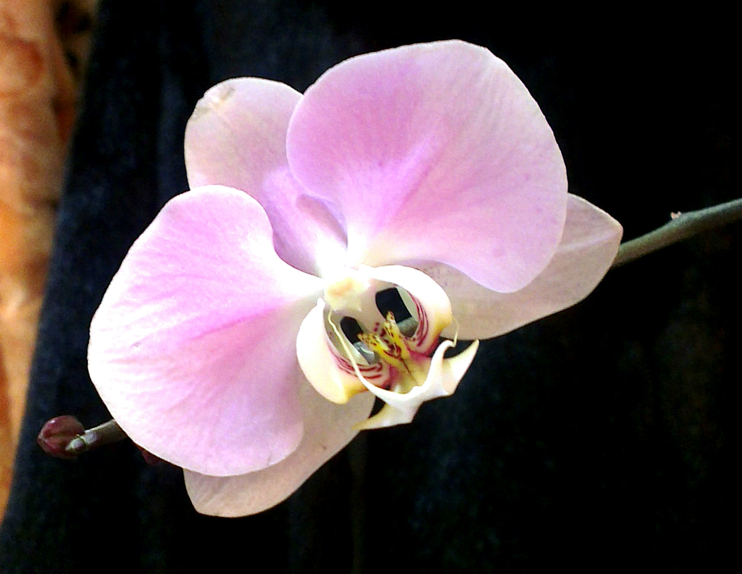 HTC ONE X sample photo. Одинокая photography
