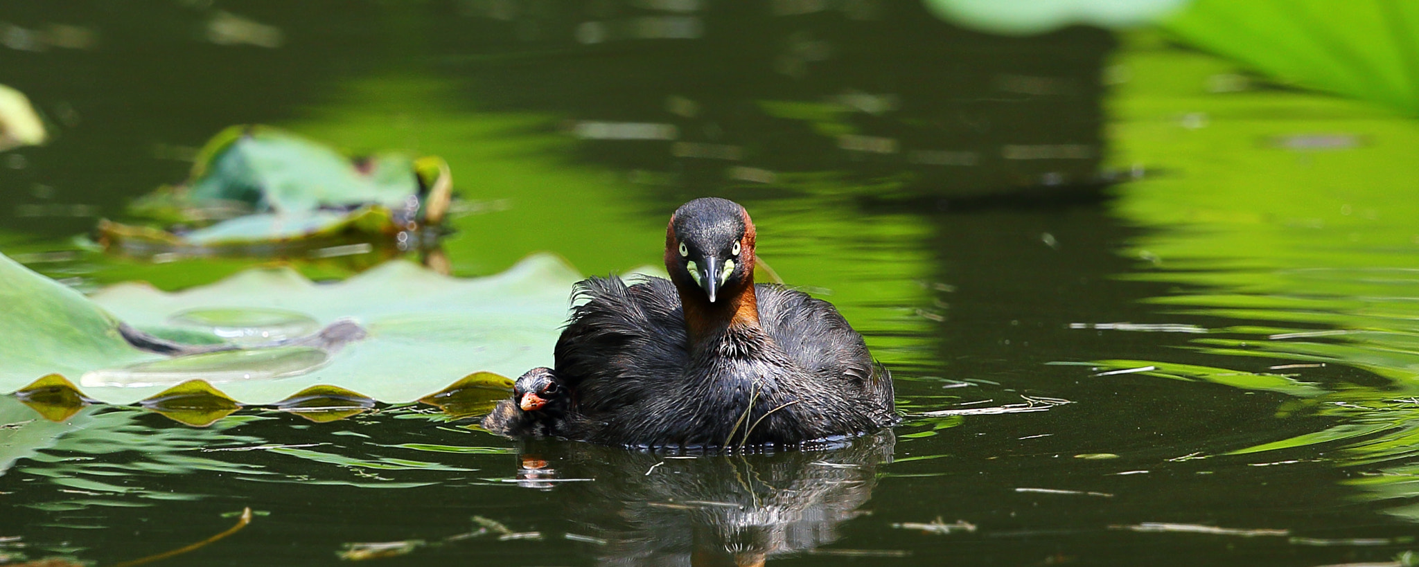 Canon EF 300mm F2.8L IS II USM sample photo. Father and son photography