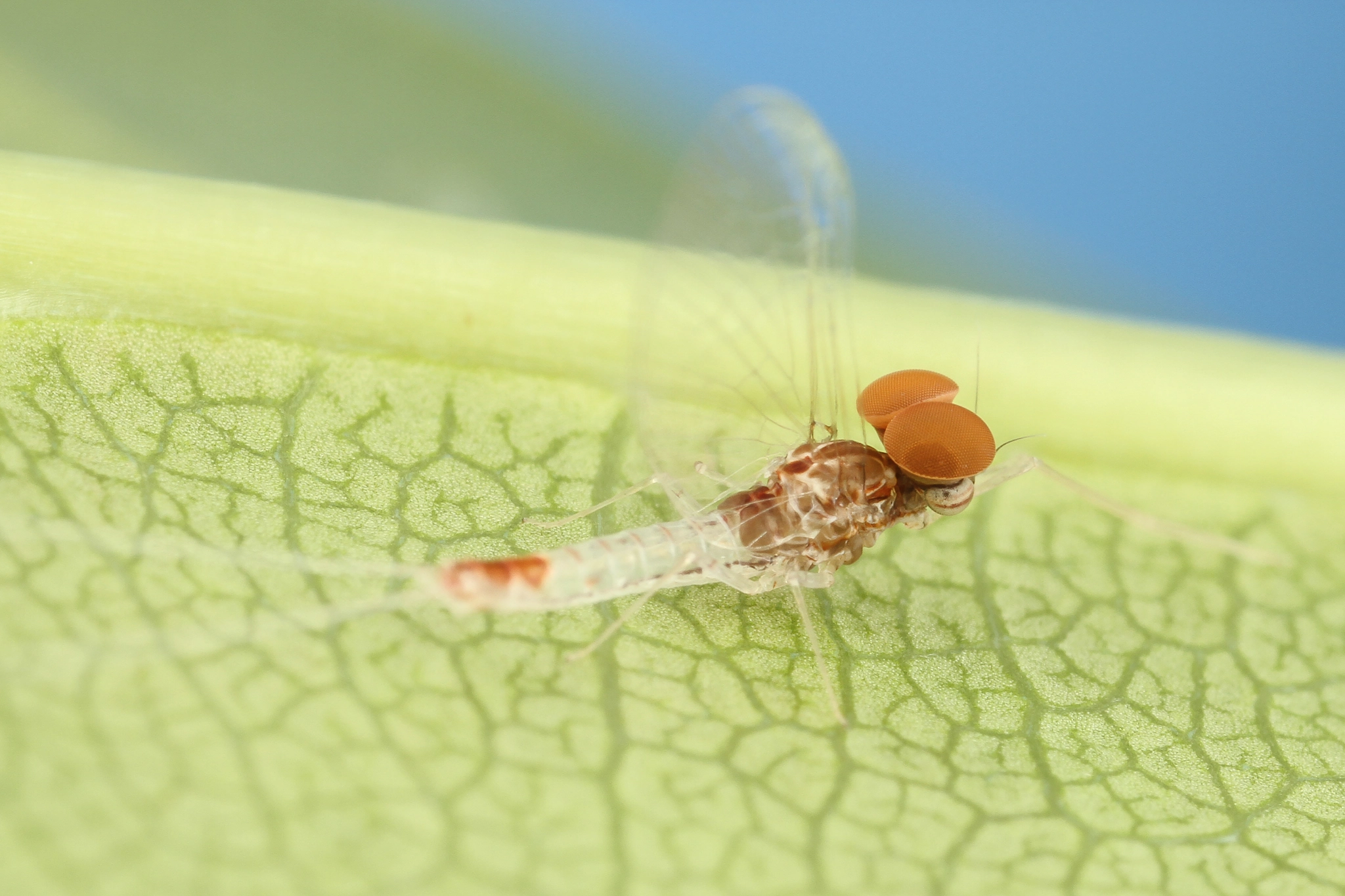Canon MP-E 65mm F2.5 1-5x Macro Photo sample photo. Mayfly photography