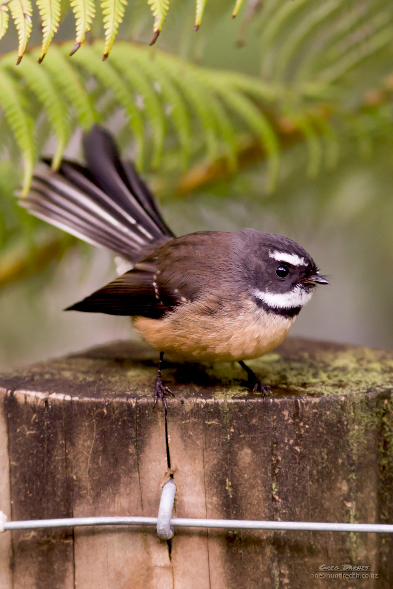 Canon EOS-1D sample photo. New zealand native fantail photography