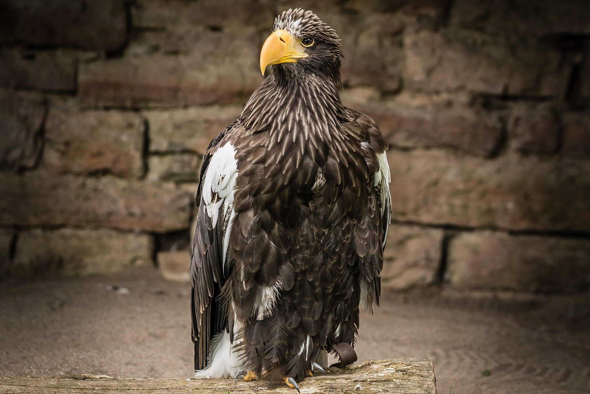 Sony a7S + Sony FE 90mm F2.8 Macro G OSS sample photo. Haliaetus albicilla - ii photography