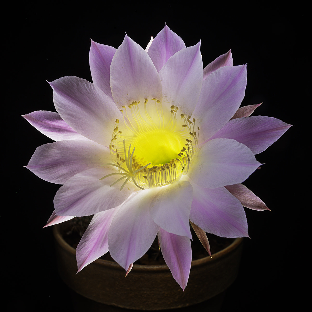 Sony Alpha a99 sample photo. Echinopsis leda photography