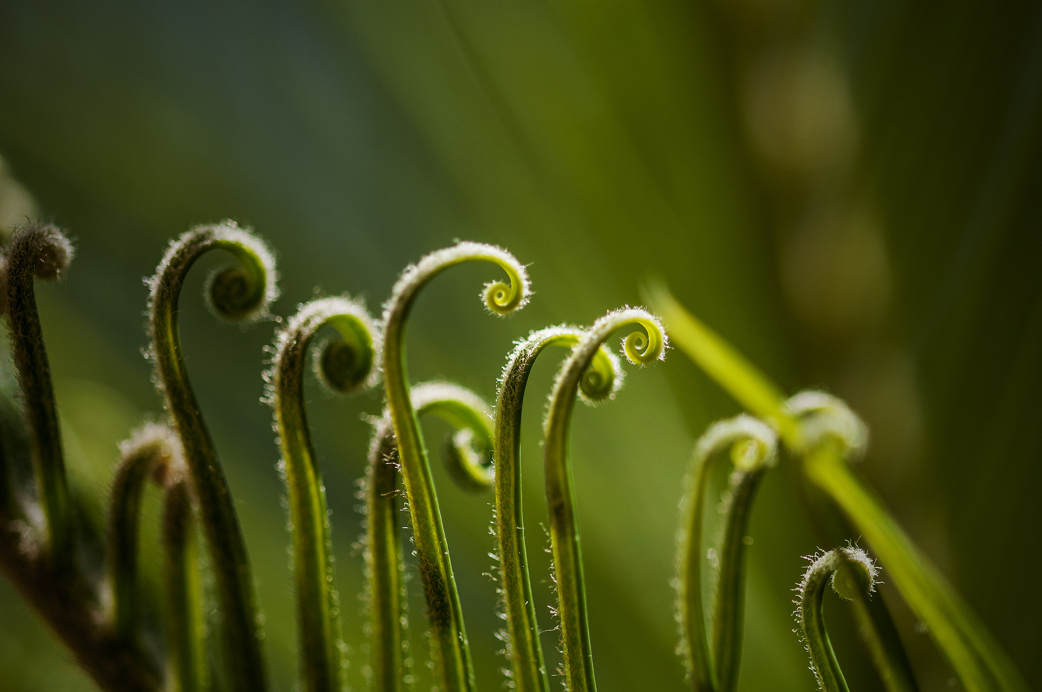 Sigma 105mm F2.8 EX DG OS HSM sample photo. Verde photography