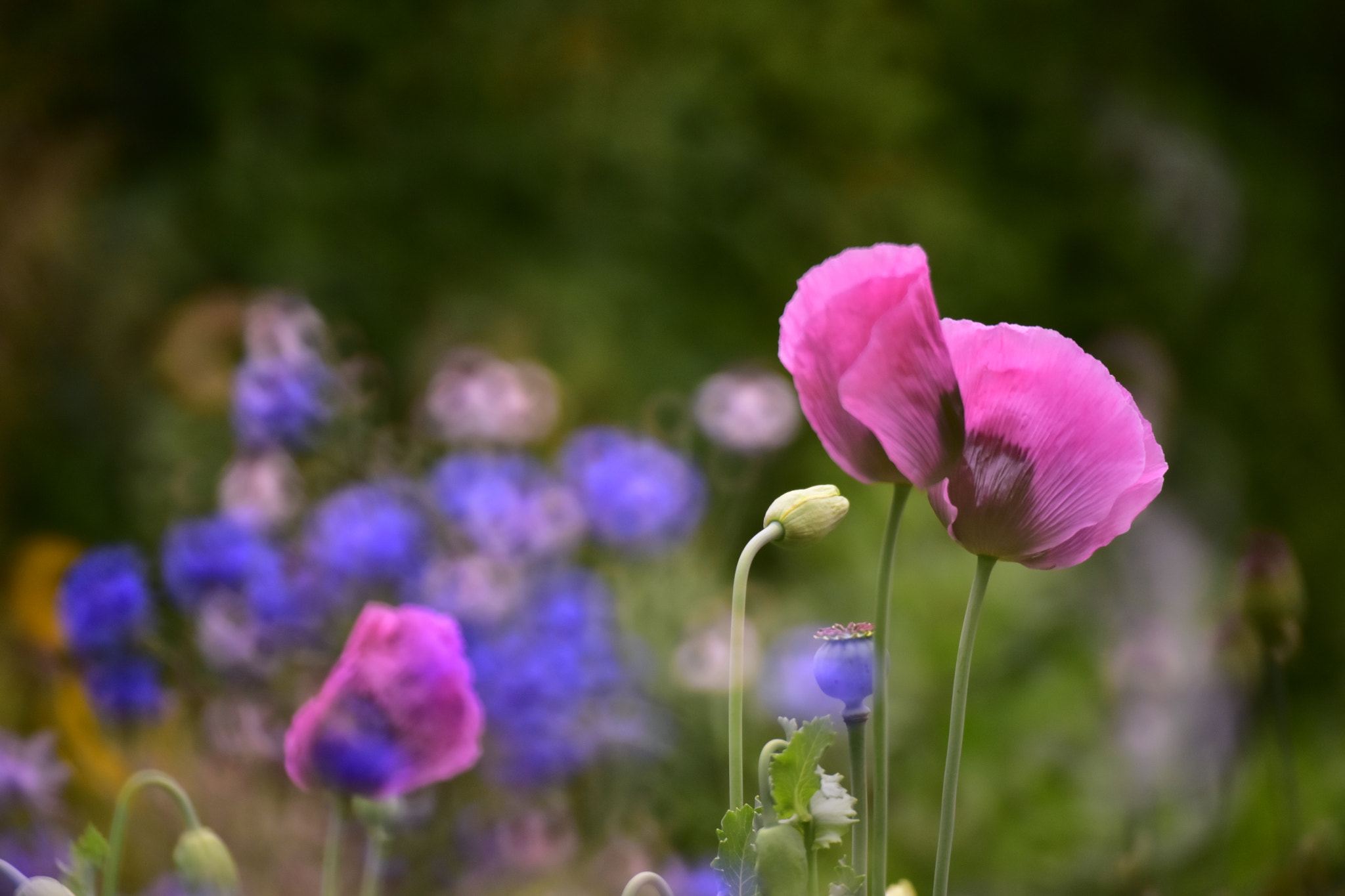 Nikon D810 + Manual Lens No CPU sample photo. Flower photography