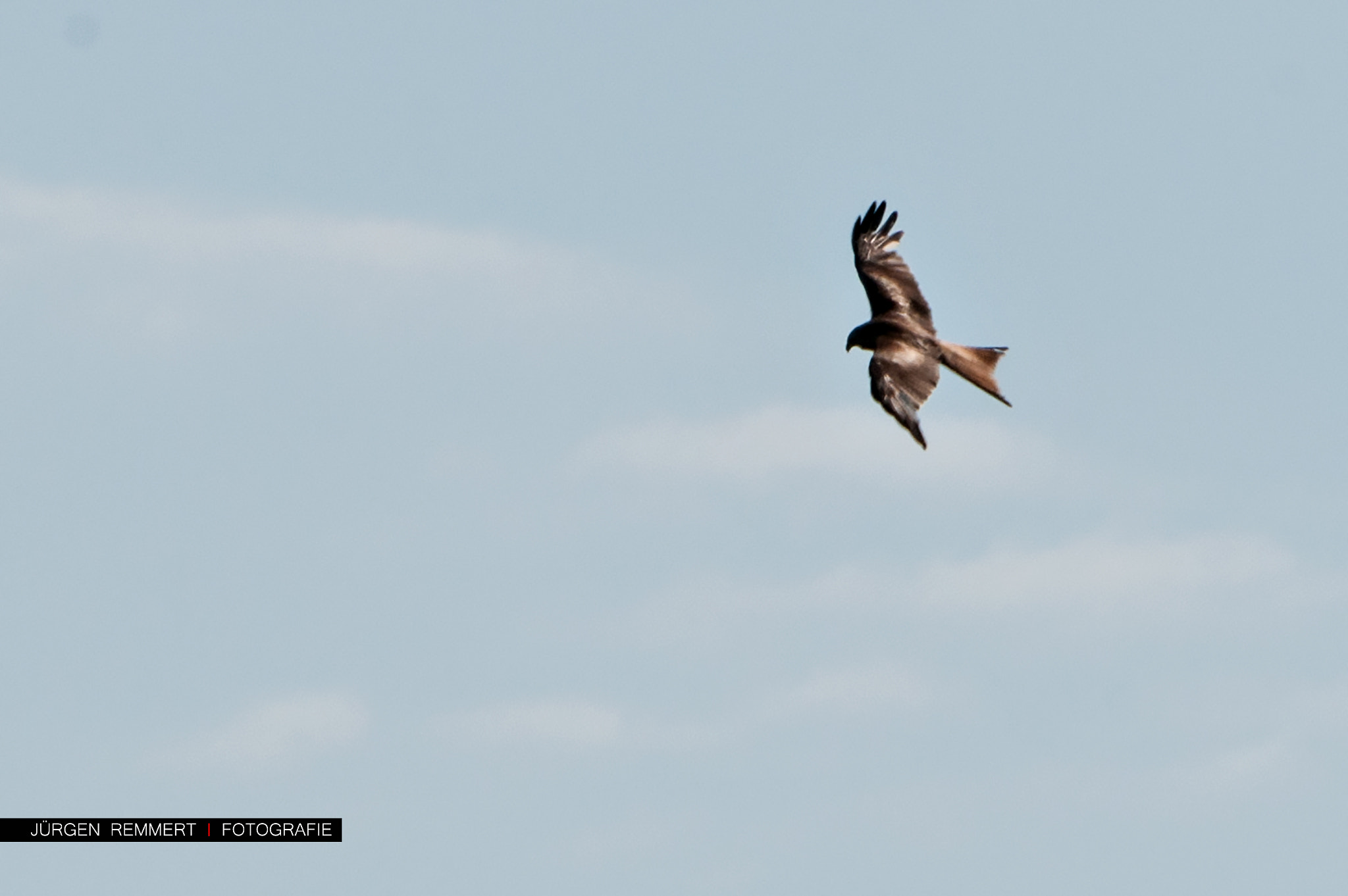 Nikon D300S sample photo. ... fly ... photography