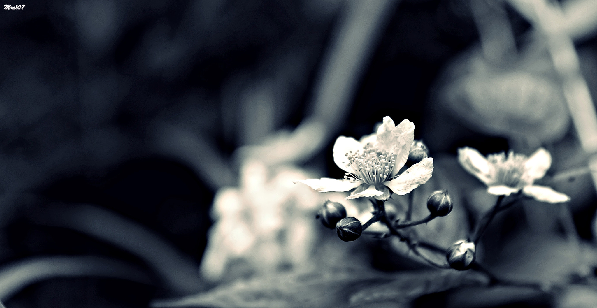Sigma 17-70mm F2.8-4 DC Macro OS HSM sample photo. Oltre i colori photography