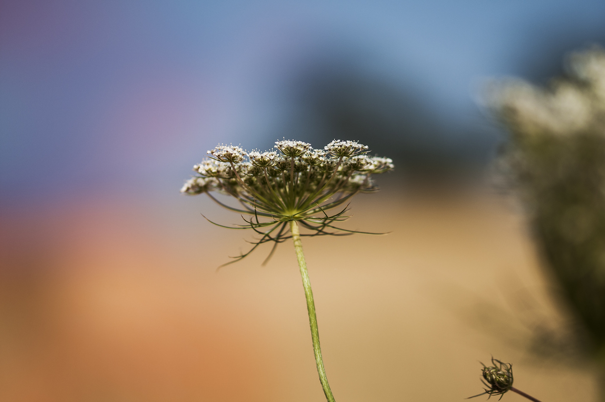 Sigma 105mm F2.8 EX DG OS HSM sample photo. Azul photography