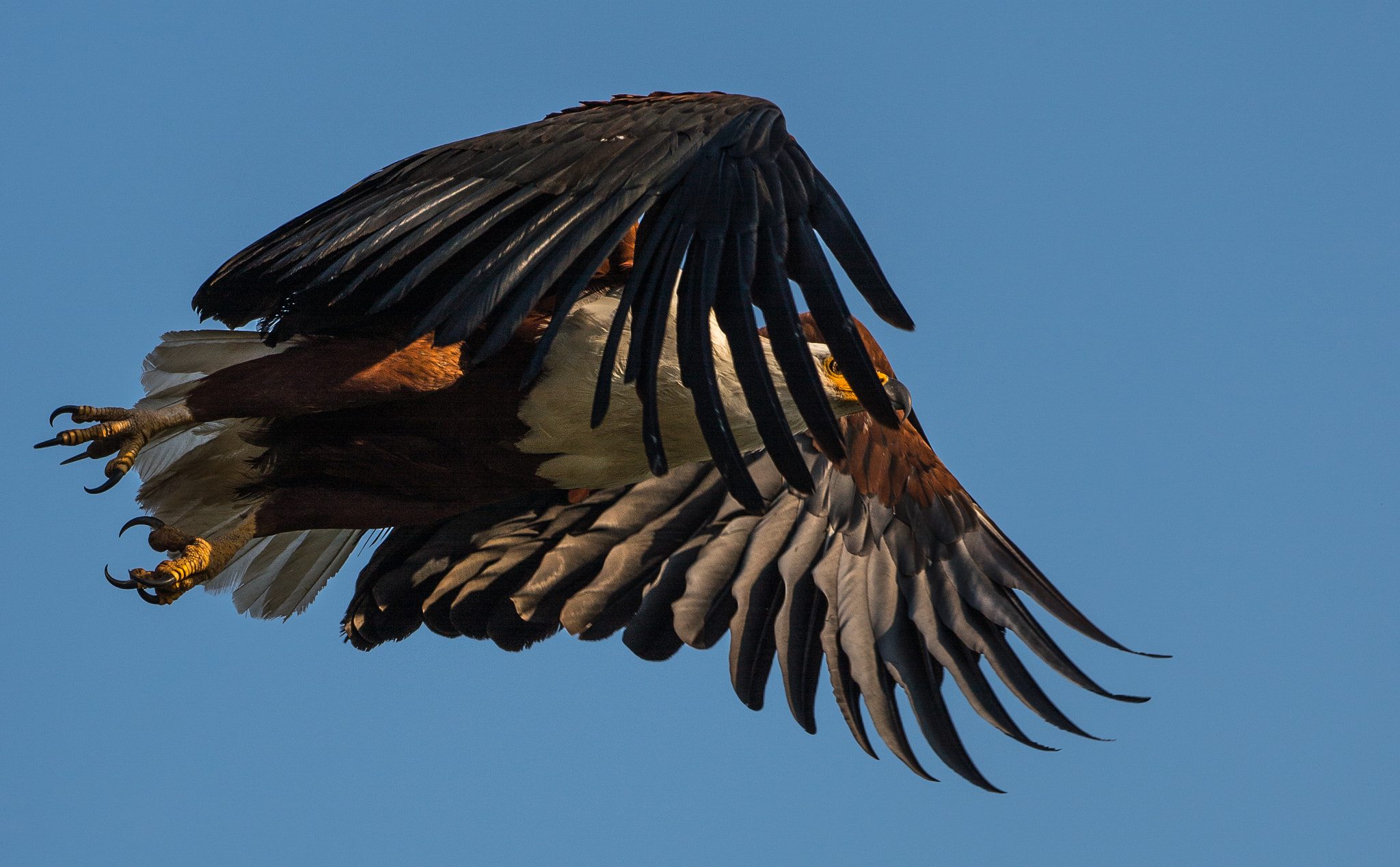 Nikon Df sample photo. Fish eagle at sunrise photography