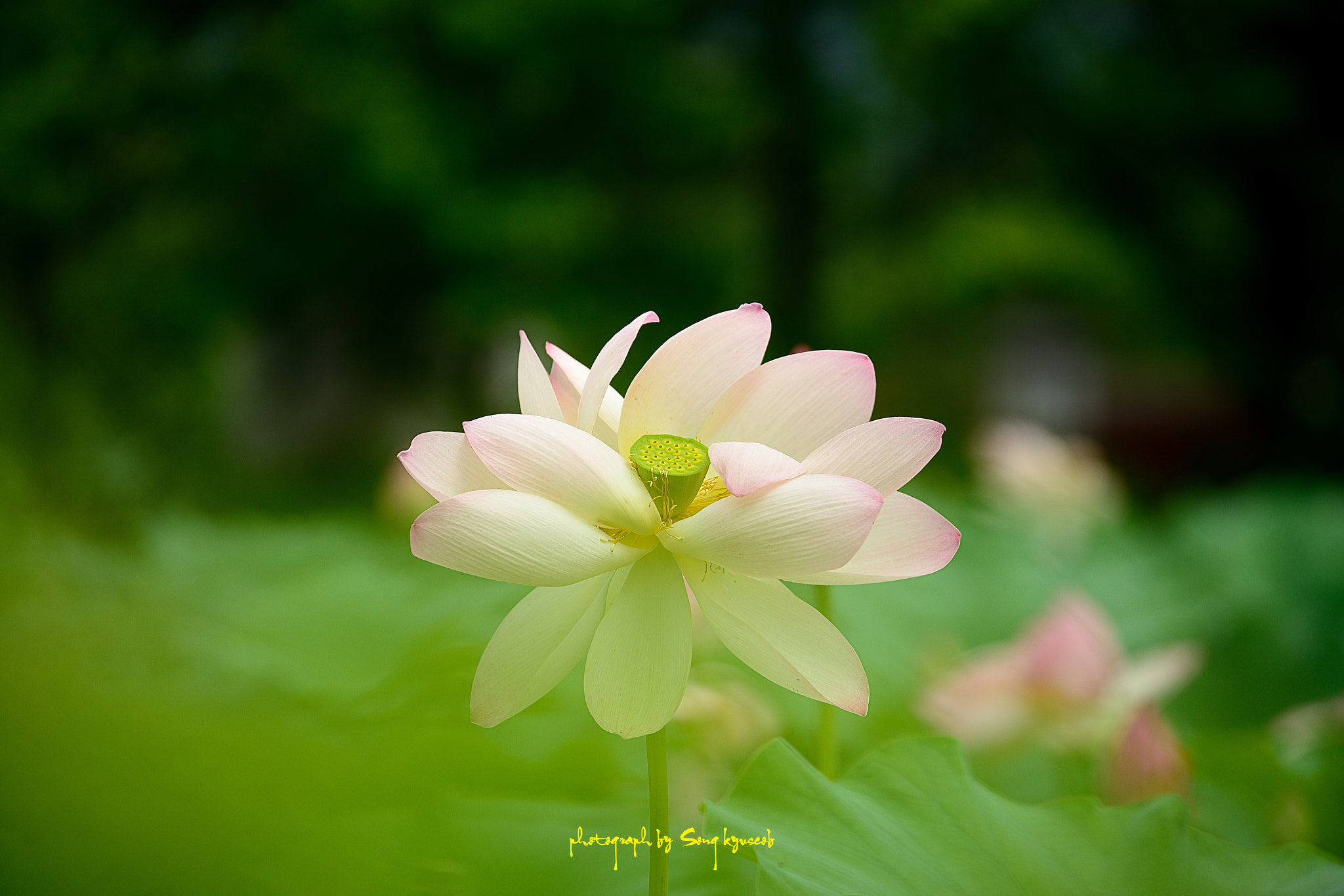 Tamron SP 70-200mm F2.8 Di VC USD sample photo. Faint photography