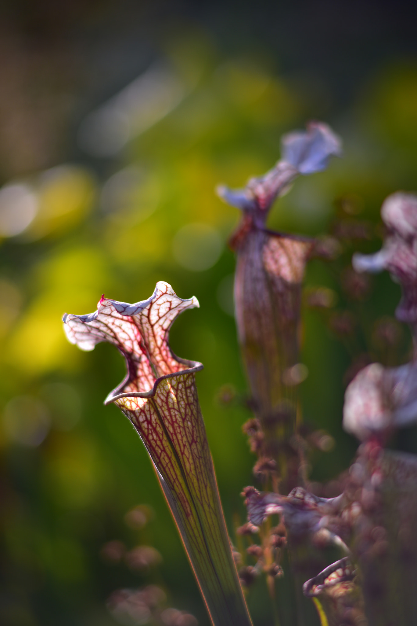 Manual Lens No CPU sample photo. Flower summer photography
