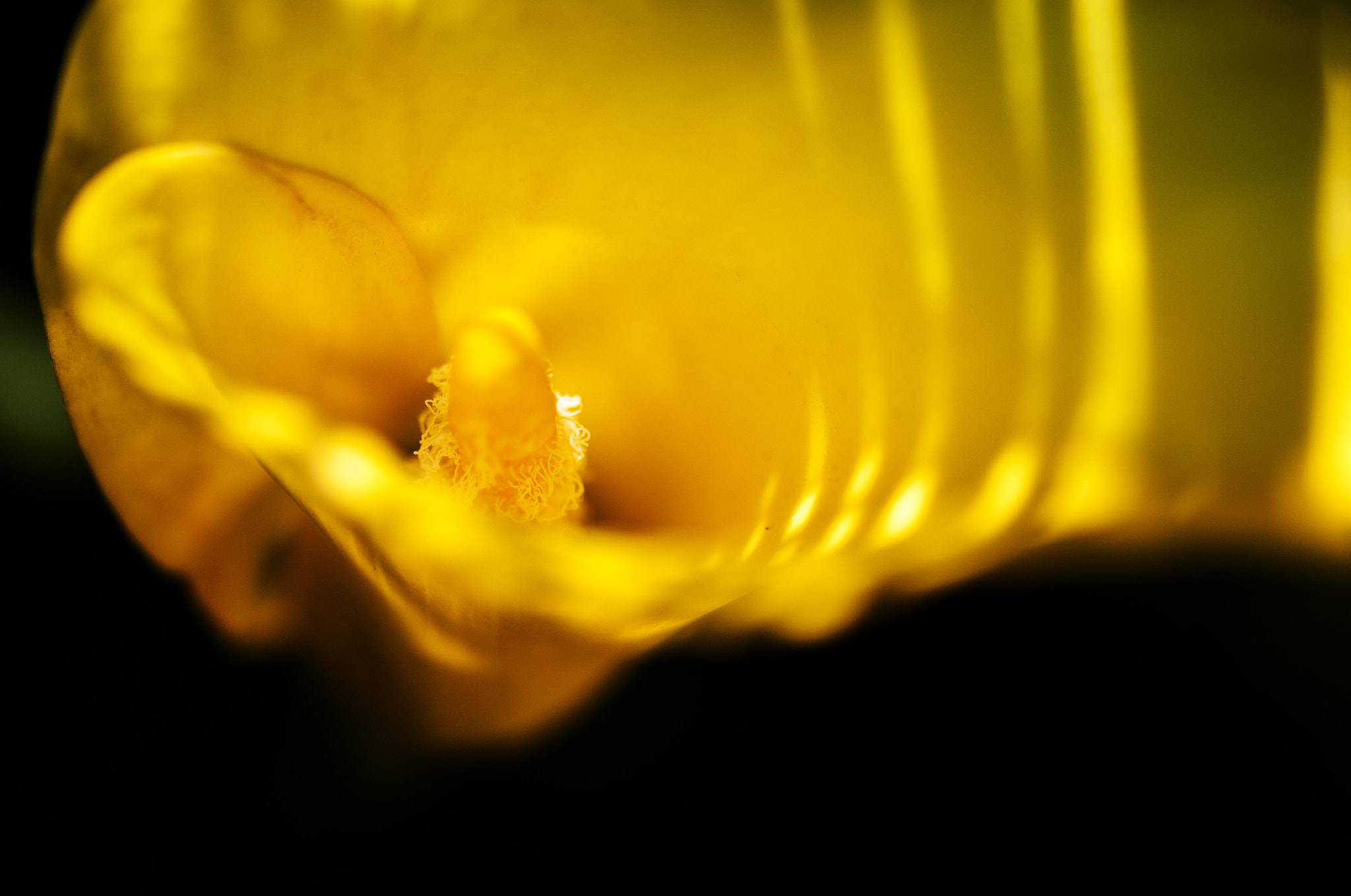 Sigma 105mm F2.8 EX DG OS HSM sample photo. Amarillo photography
