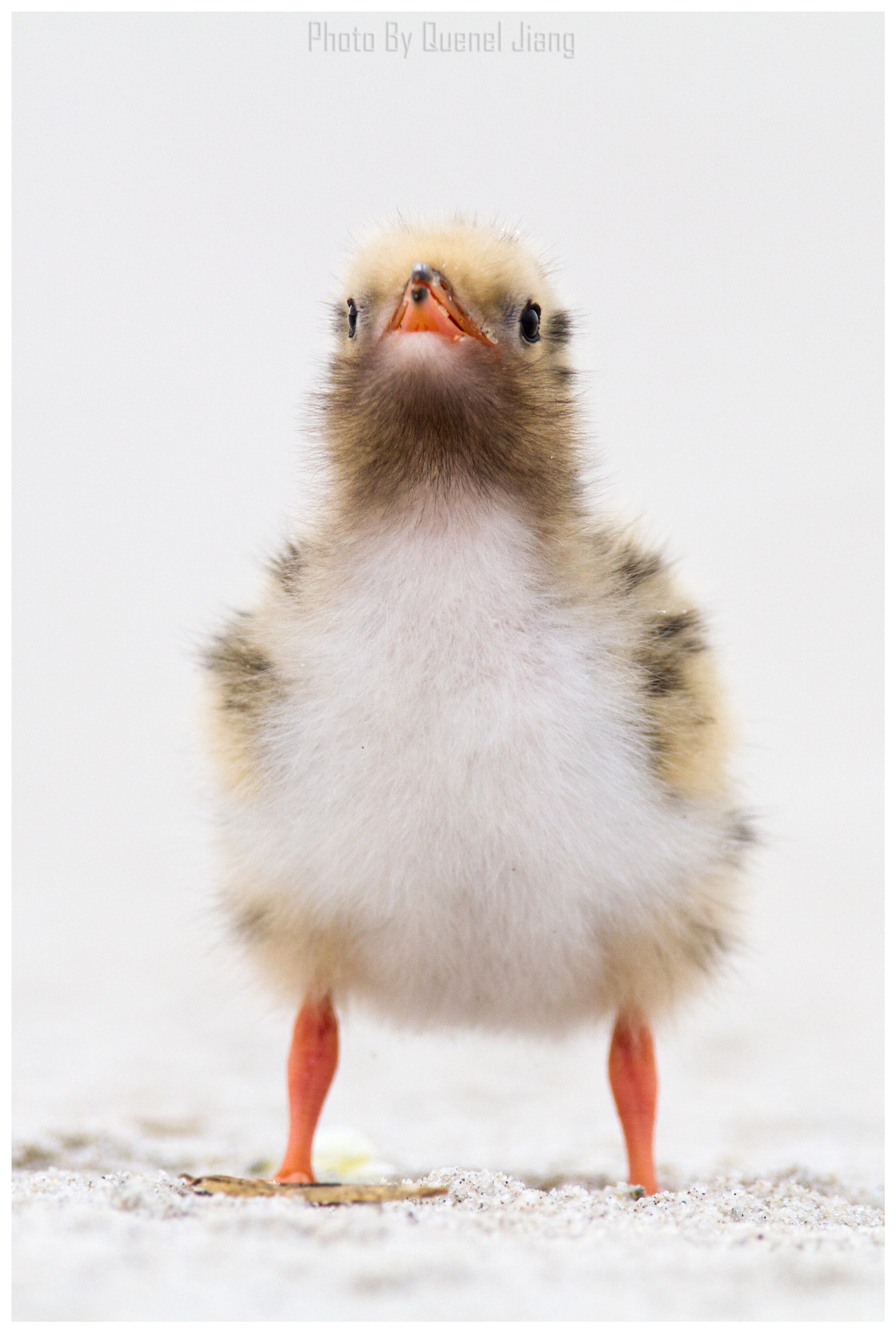 Canon EOS 7D + Canon EF 600mm F4L IS USM sample photo. Baby tern portrait photography