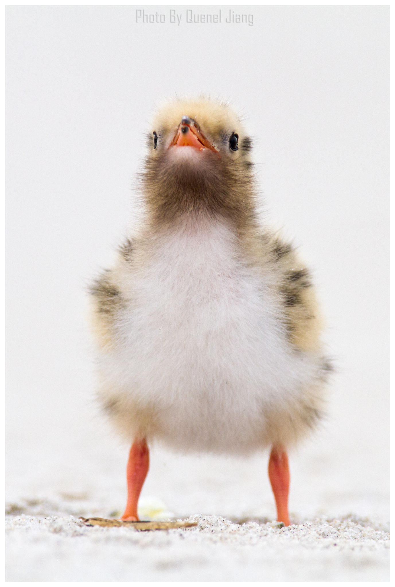 Canon EF 600mm F4L IS USM sample photo. Baby tern portrait photography