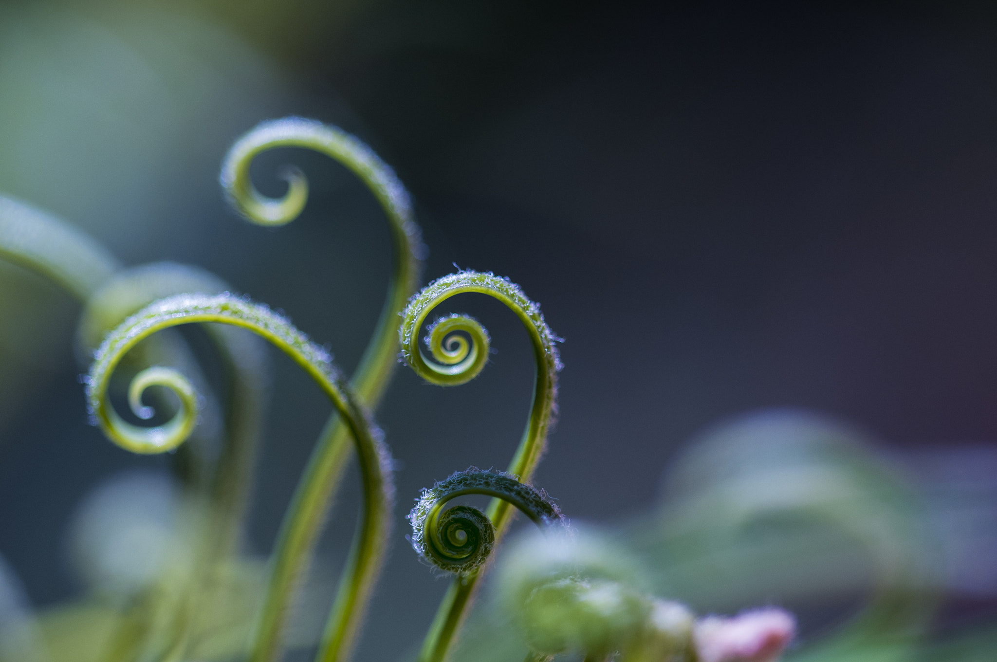 Sigma 105mm F2.8 EX DG OS HSM sample photo. Verde2 photography
