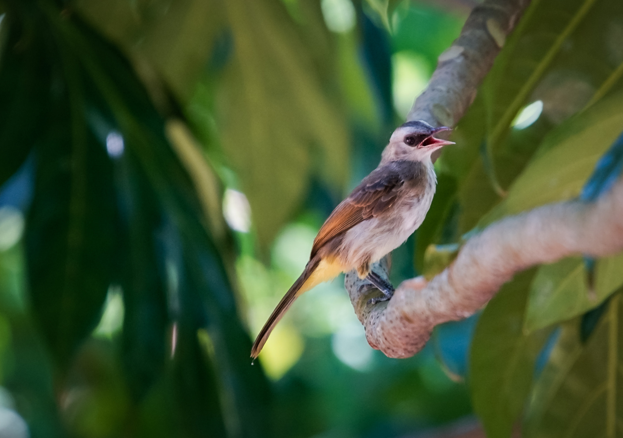 Minolta AF 300mm F2.8 HS-APO G sample photo