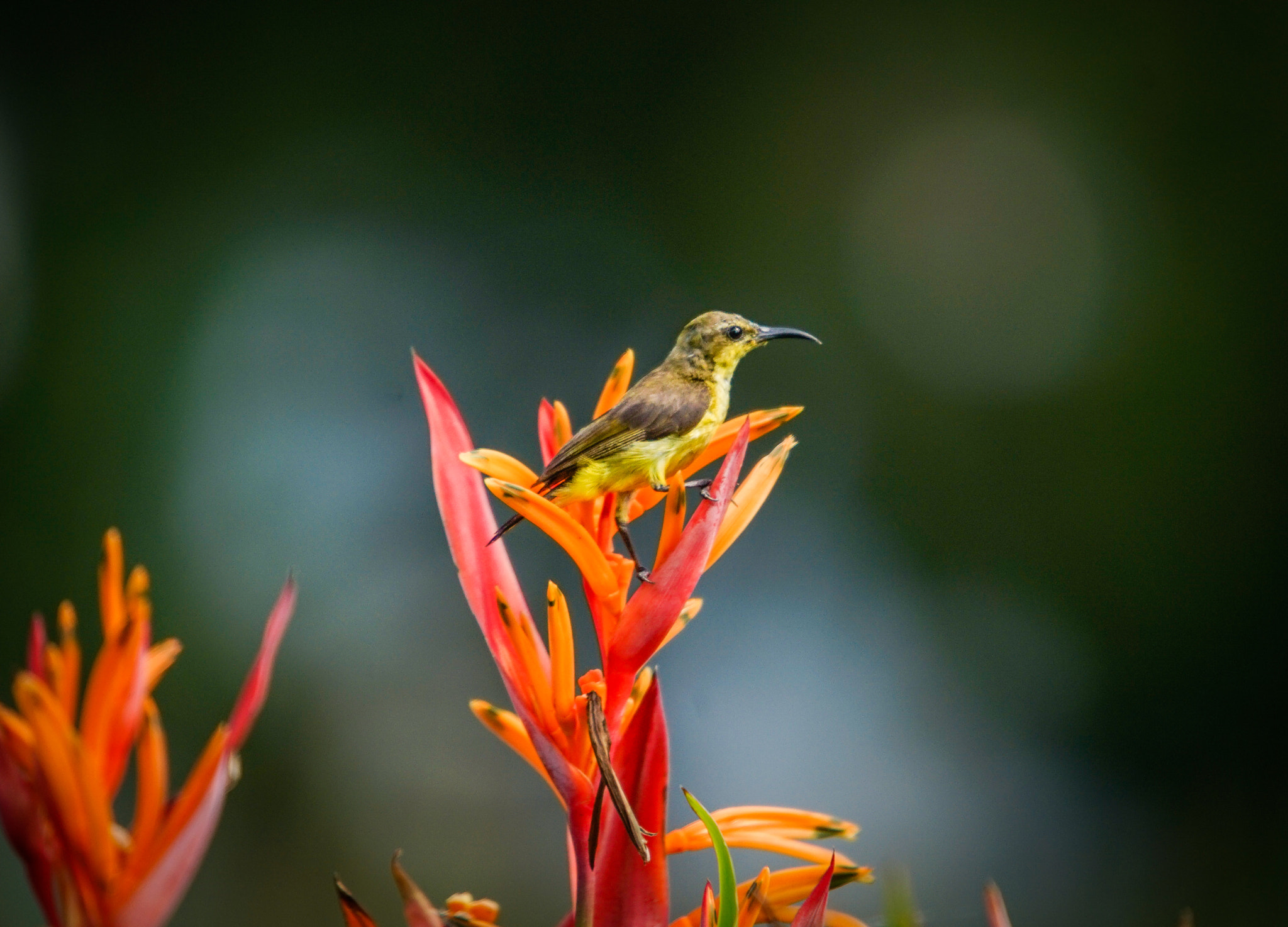 Minolta AF 300mm F2.8 HS-APO G sample photo