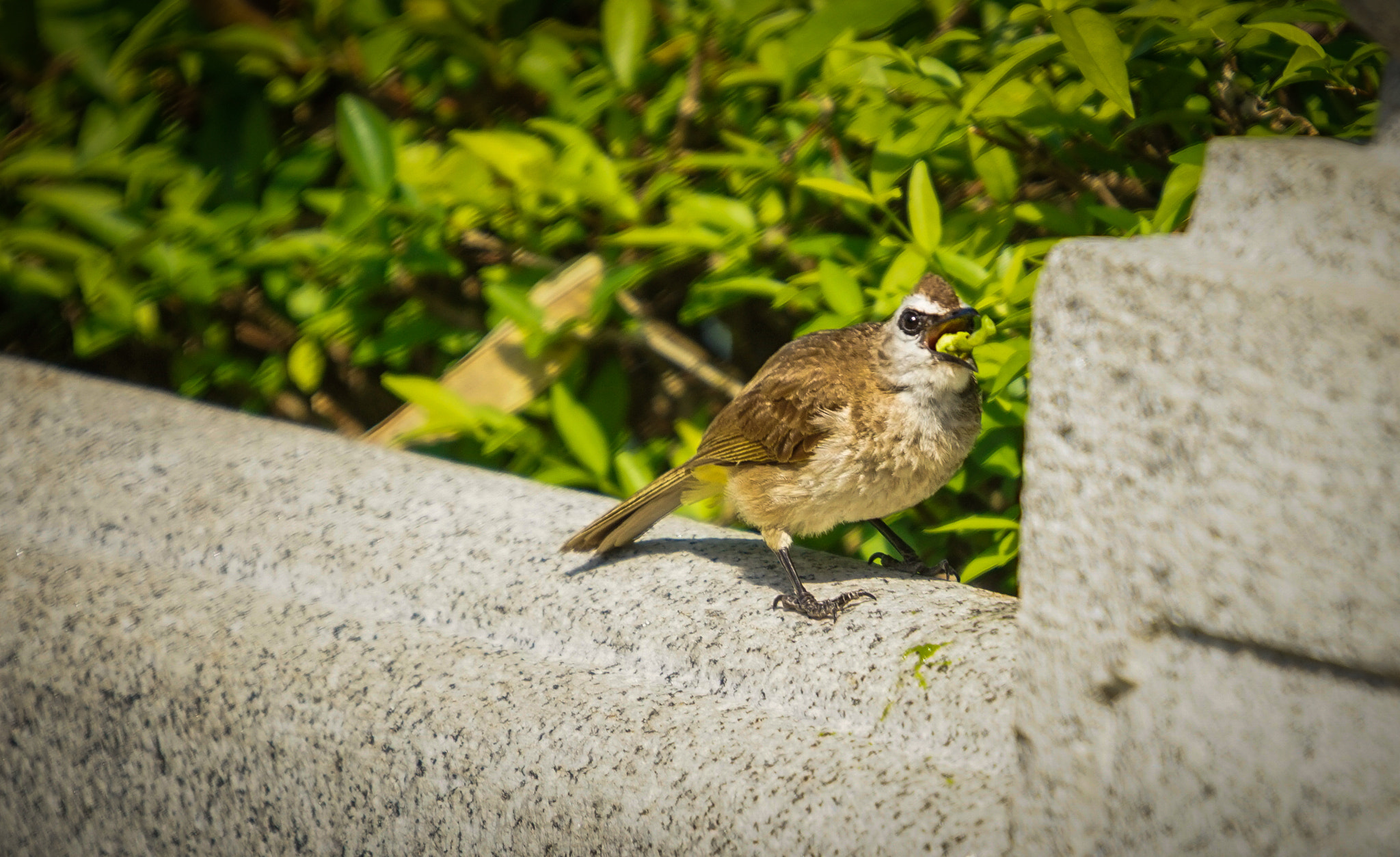Minolta AF 300mm F2.8 HS-APO G sample photo